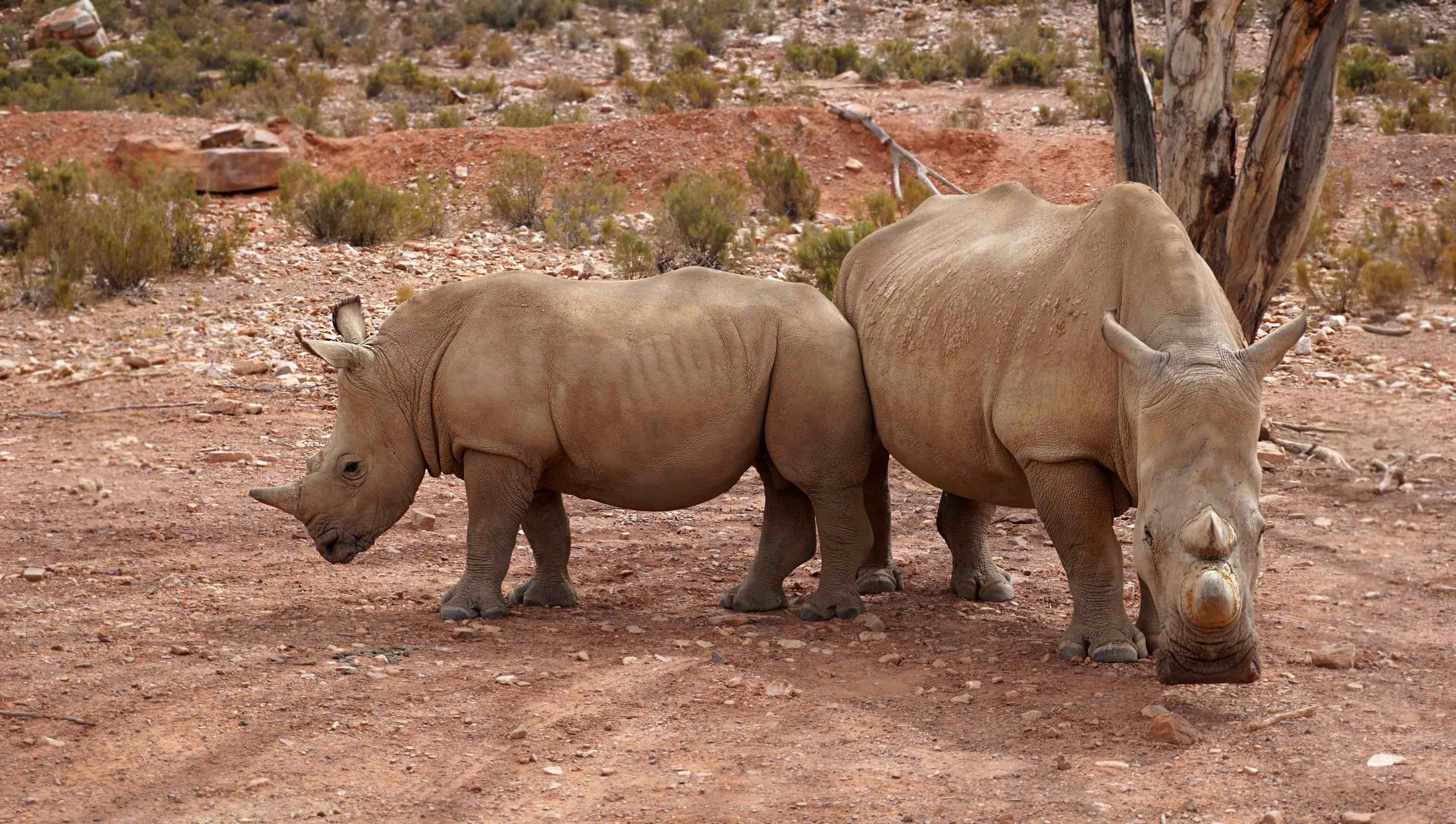 1.RHINOS LR.jpg