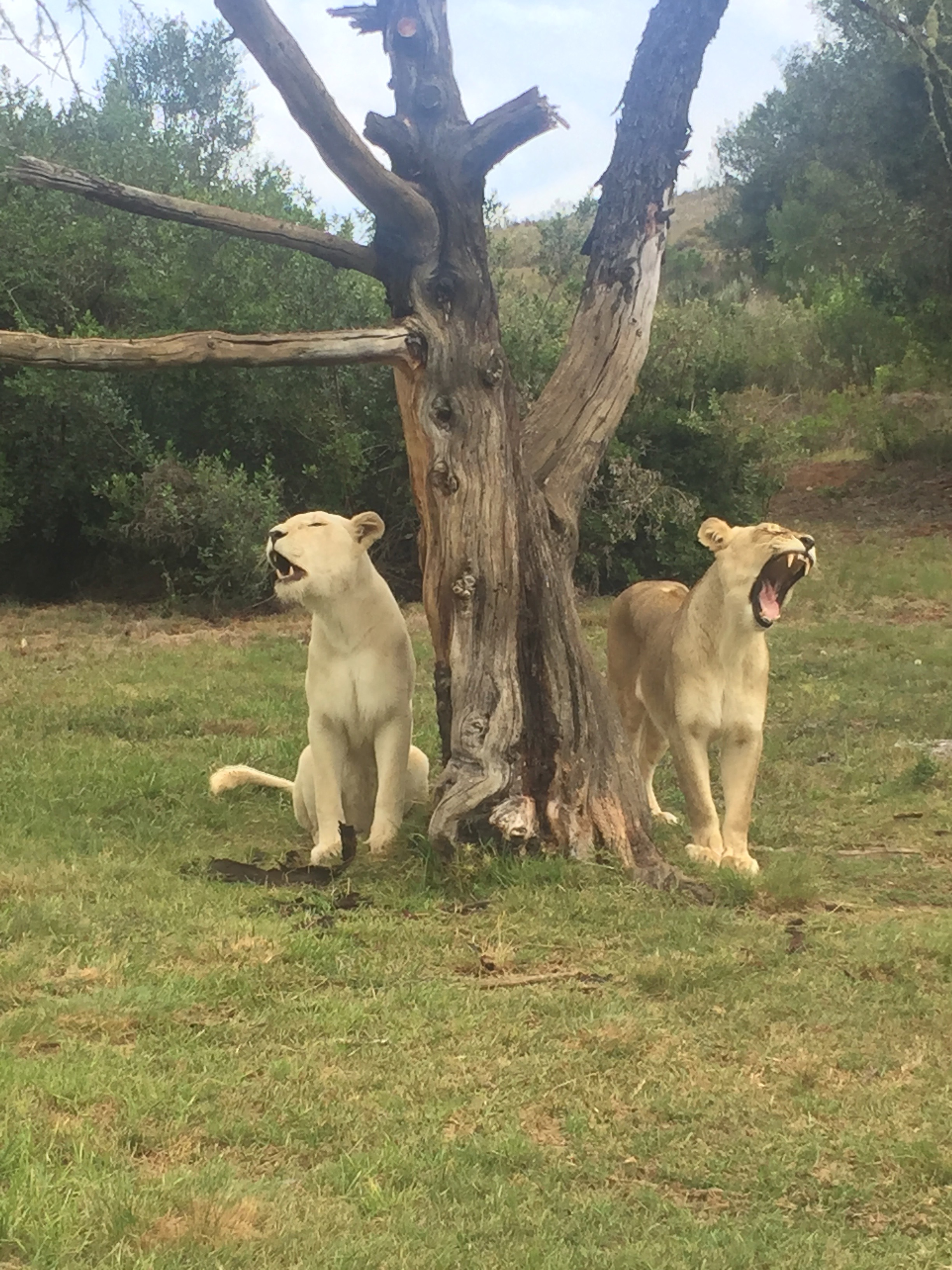 lions by tree.jpg