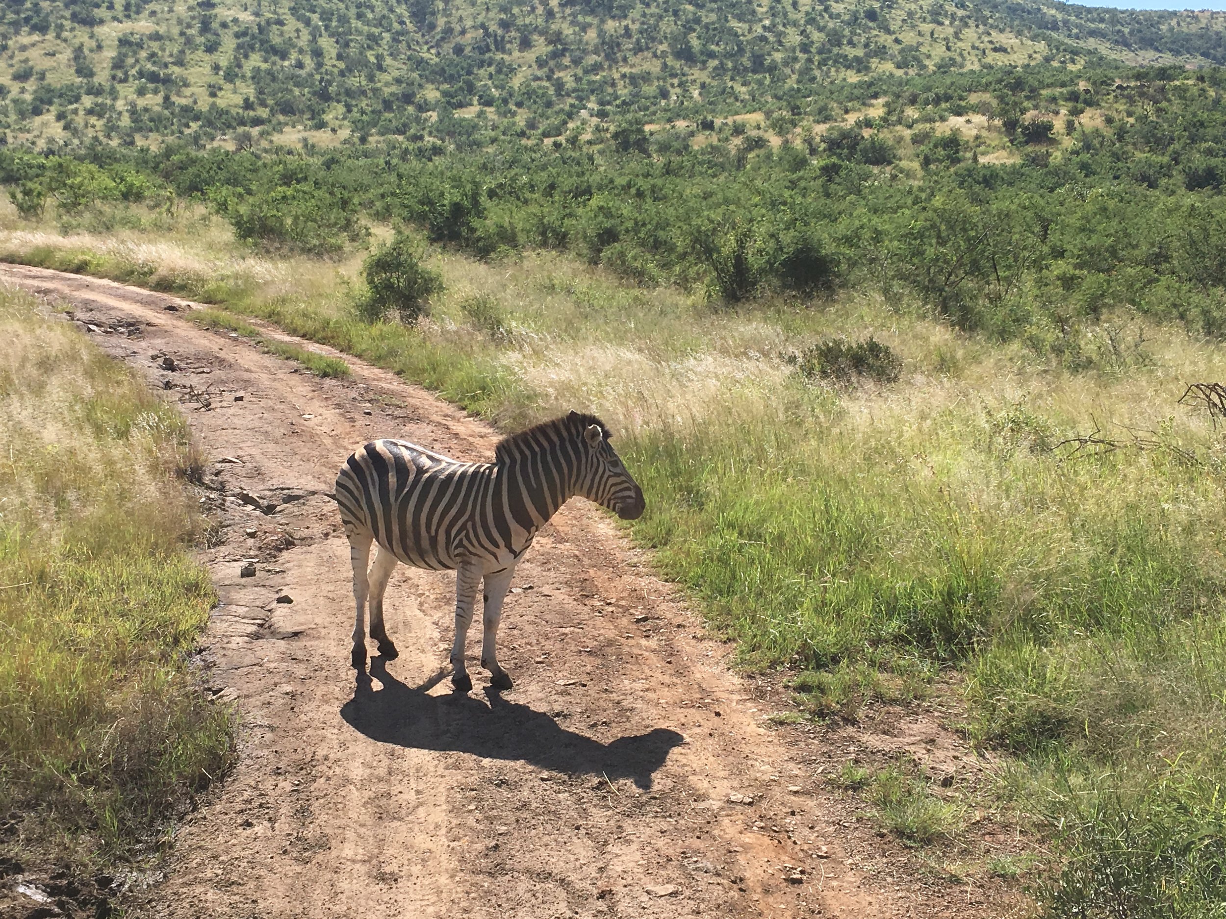 zebra found in the middle of our path.JPG