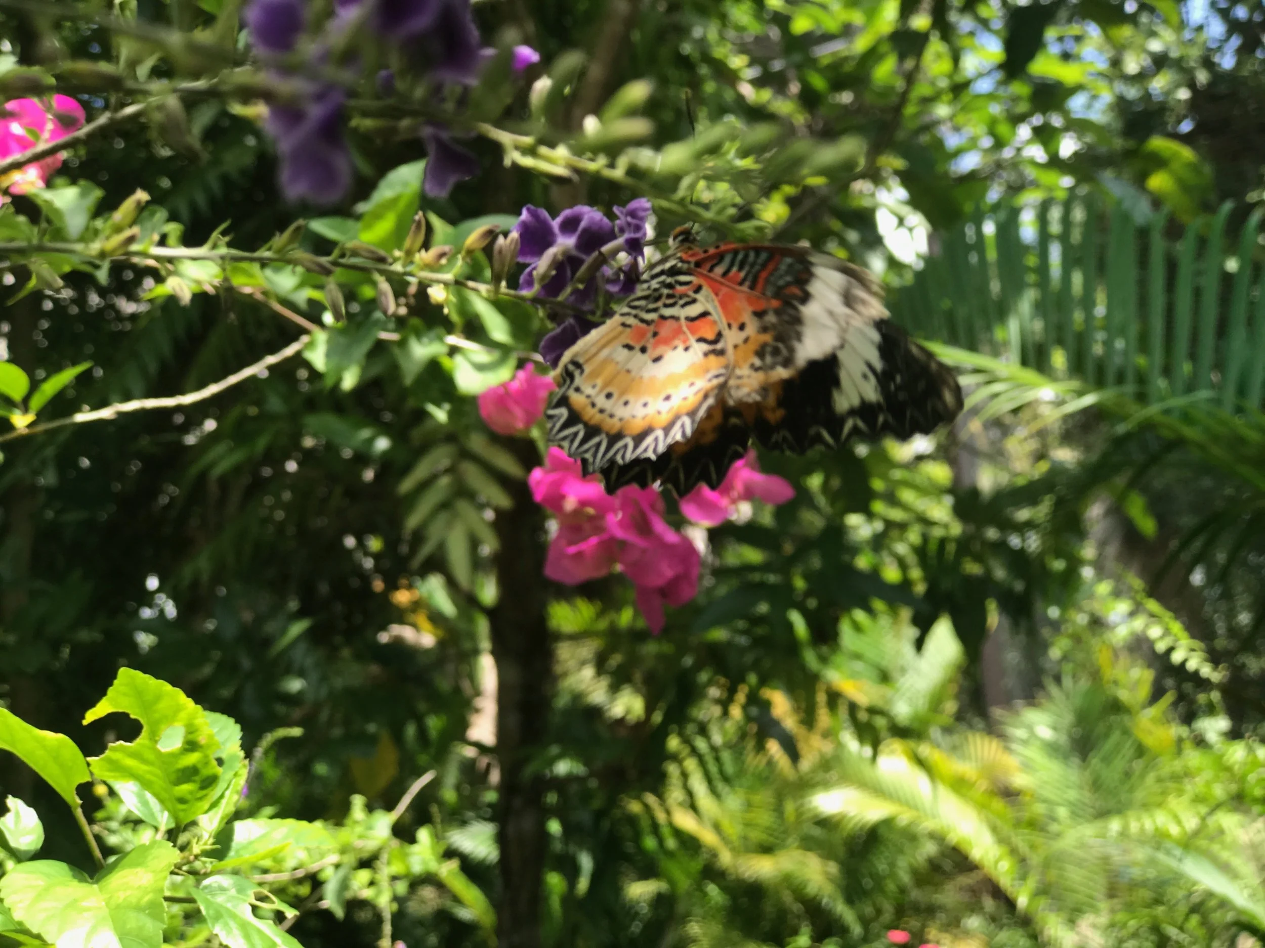 Butterfly02.jpeg