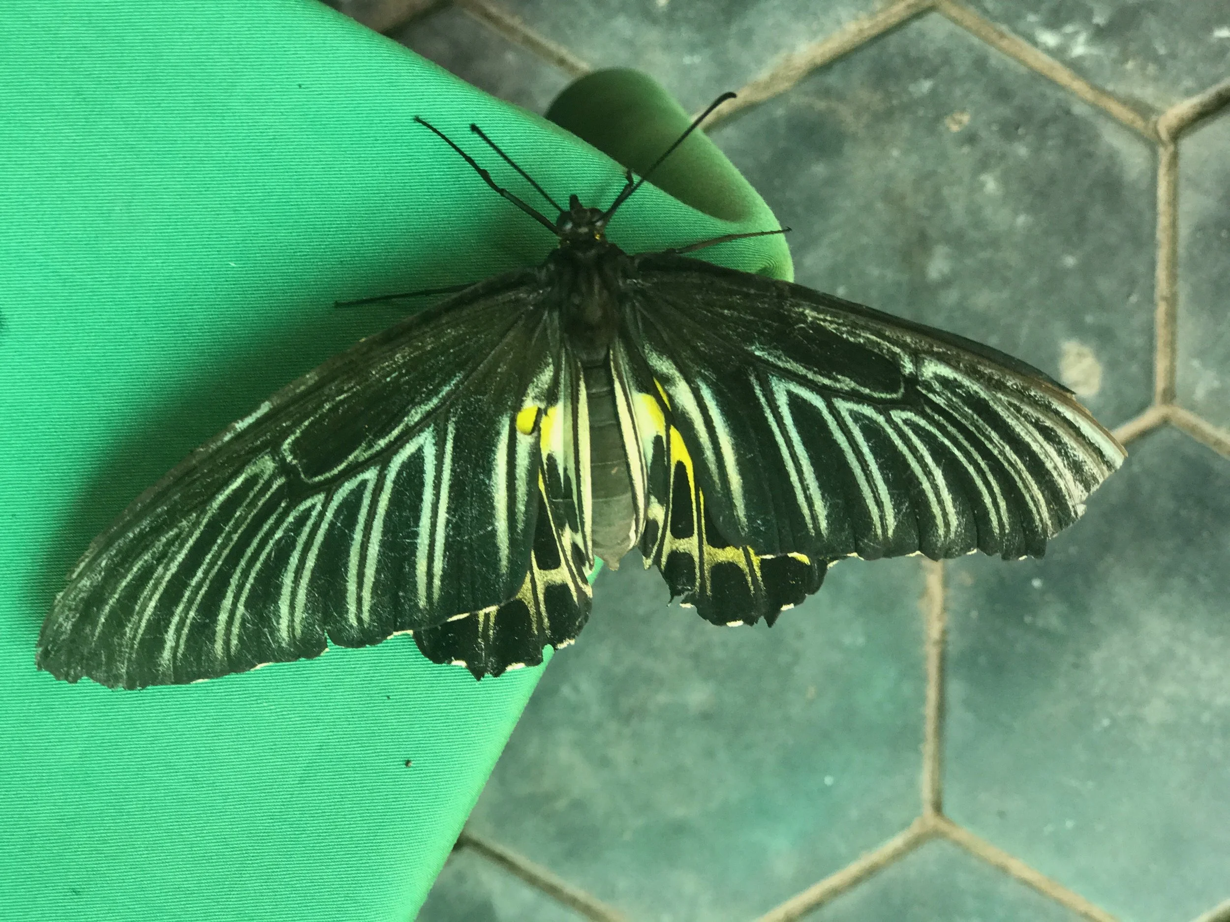 Butterfly03.jpeg