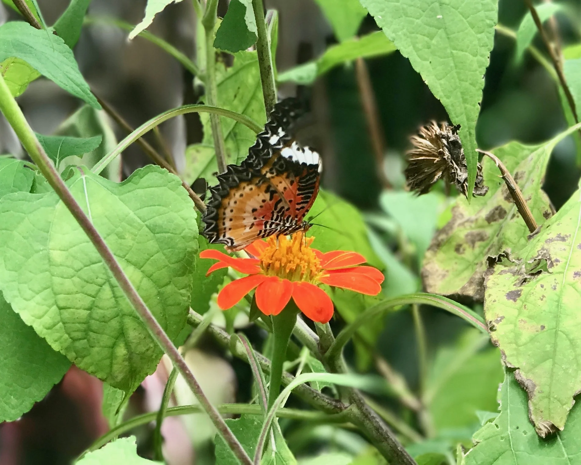Butterfly04.jpeg