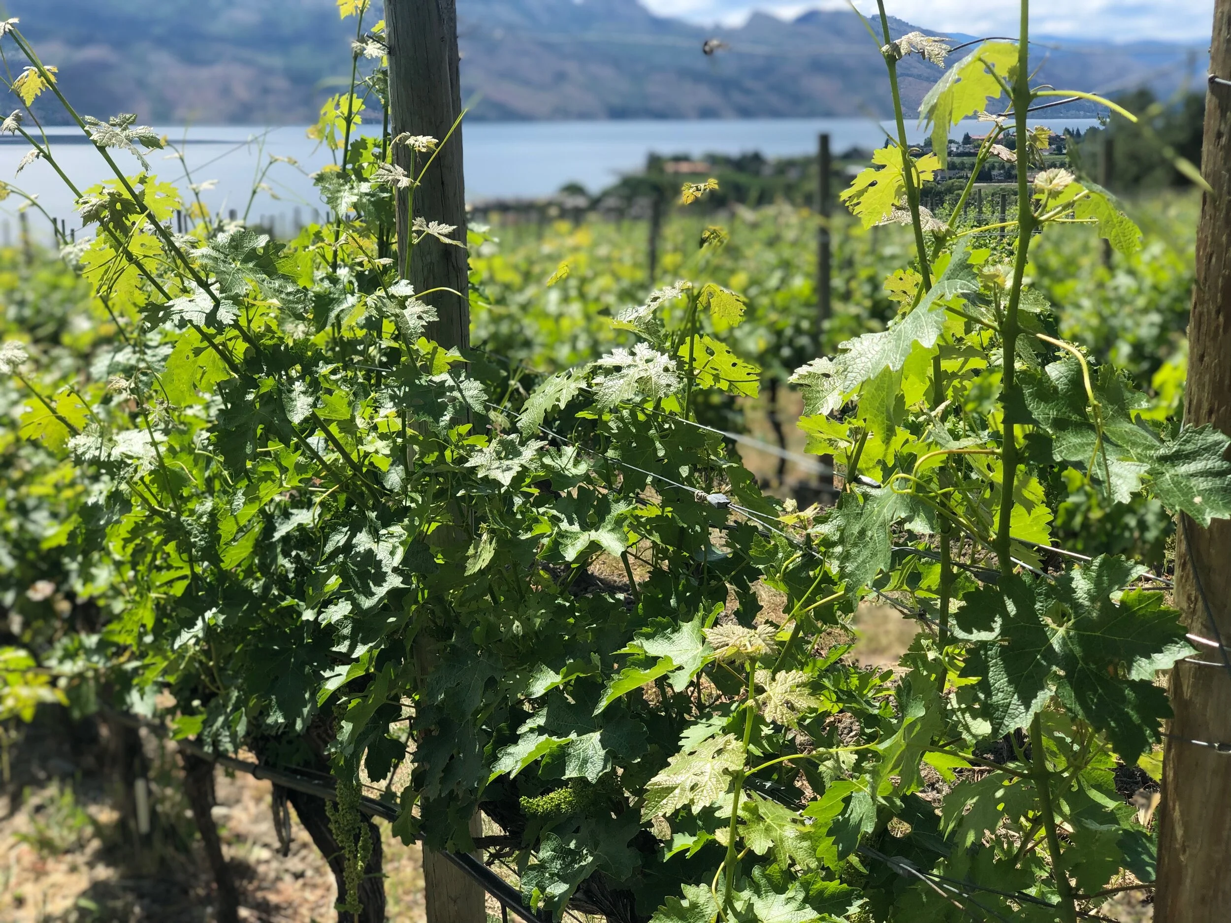 Kelownawine 7.jpeg