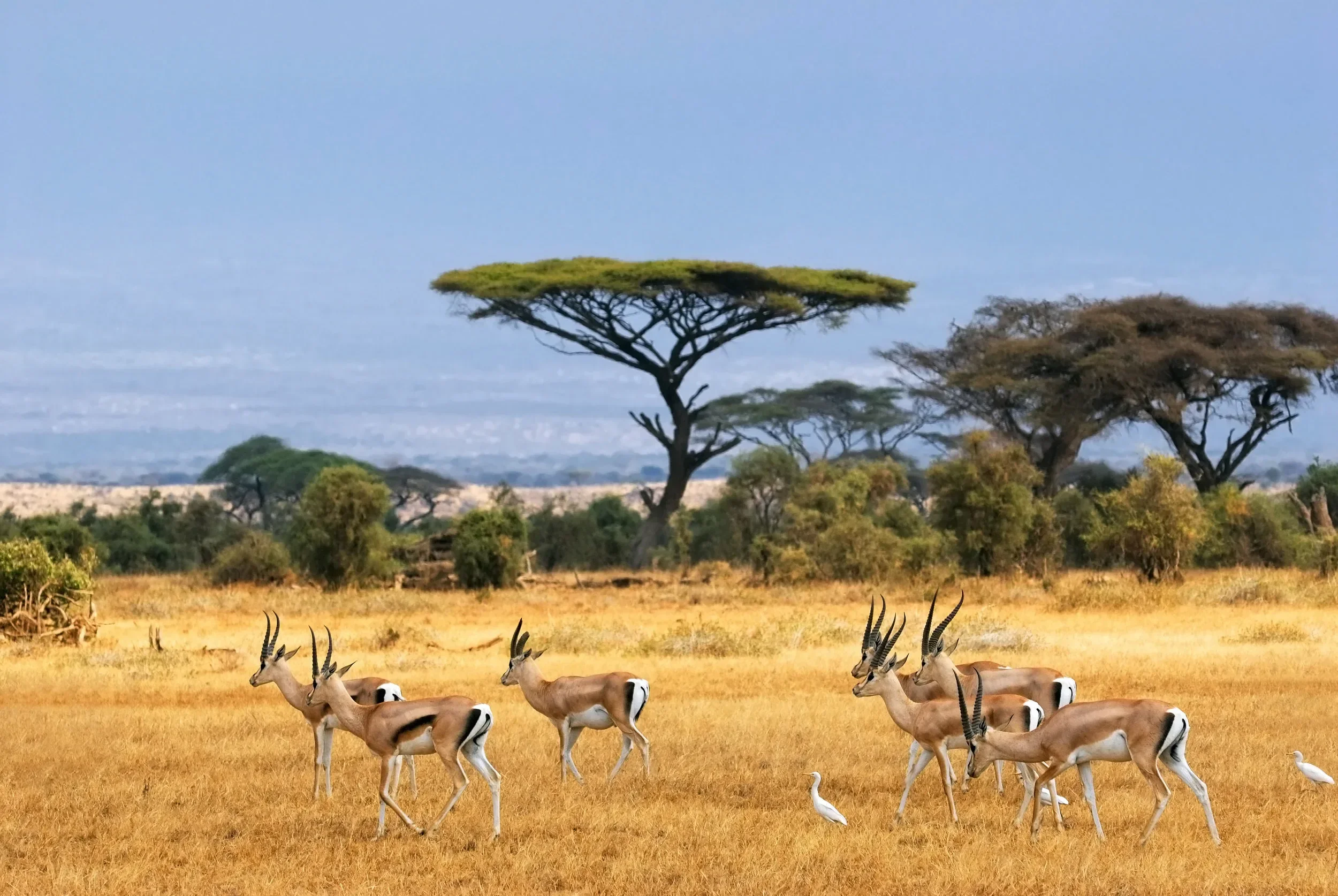 A herd of oryx antelopes walking across a savannah landscape with trees and distant hills, under a hazy sky.