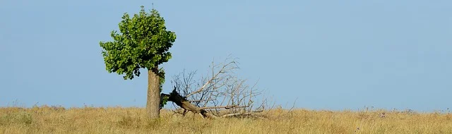Tree-rebirth.jpg