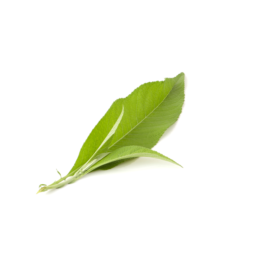 Alcanfor