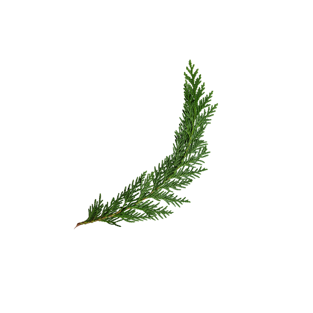 Cedro