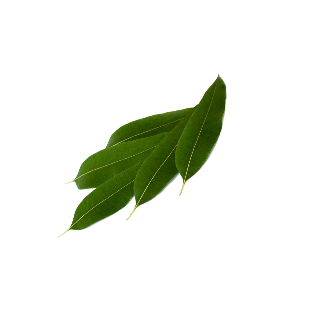 Eucalipto