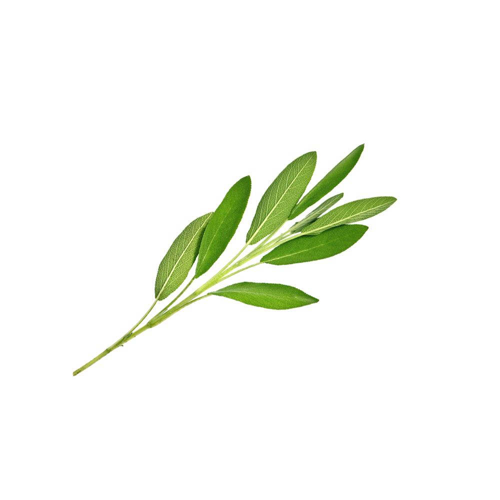 Salvia
