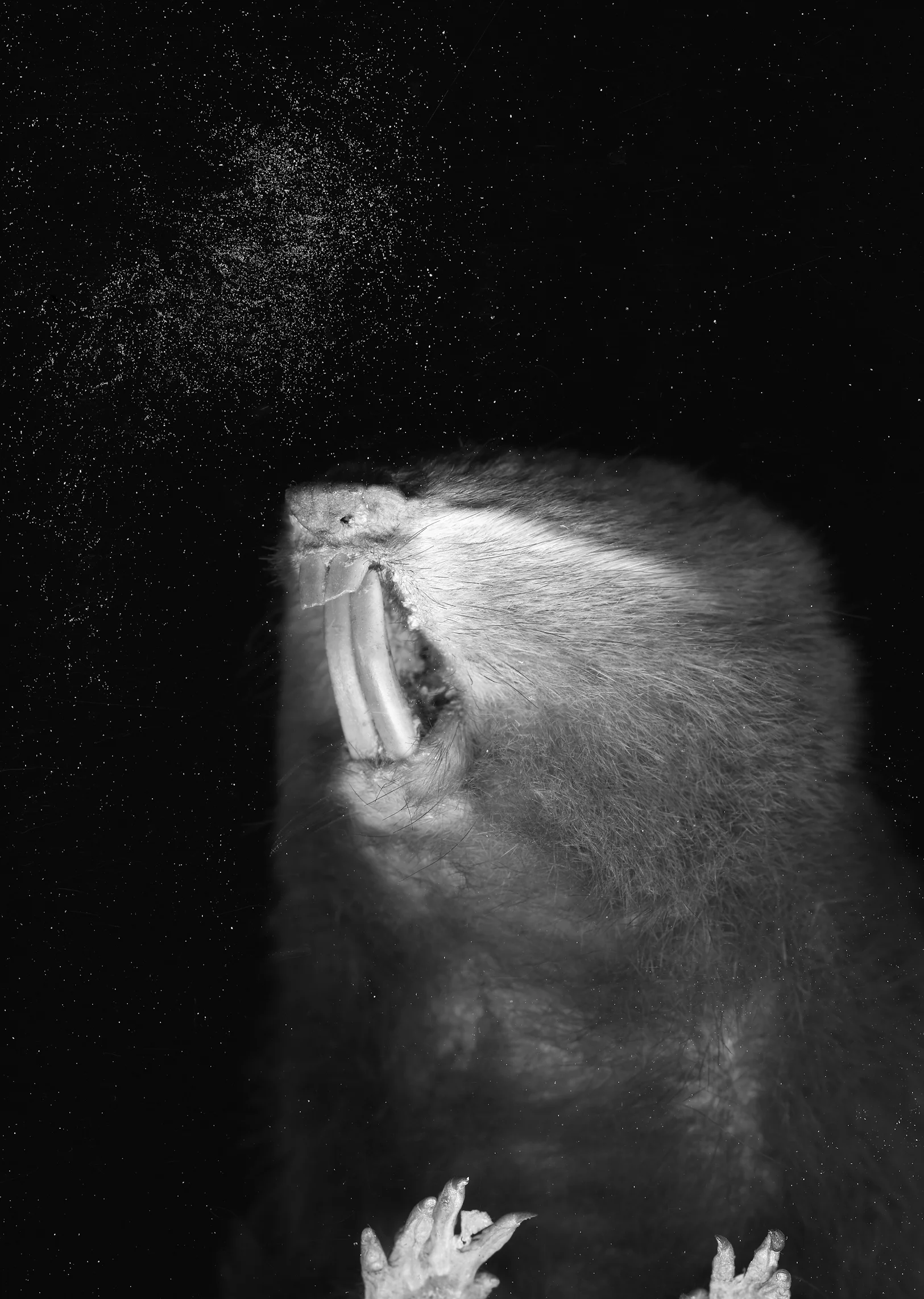 Animalia Variabilis