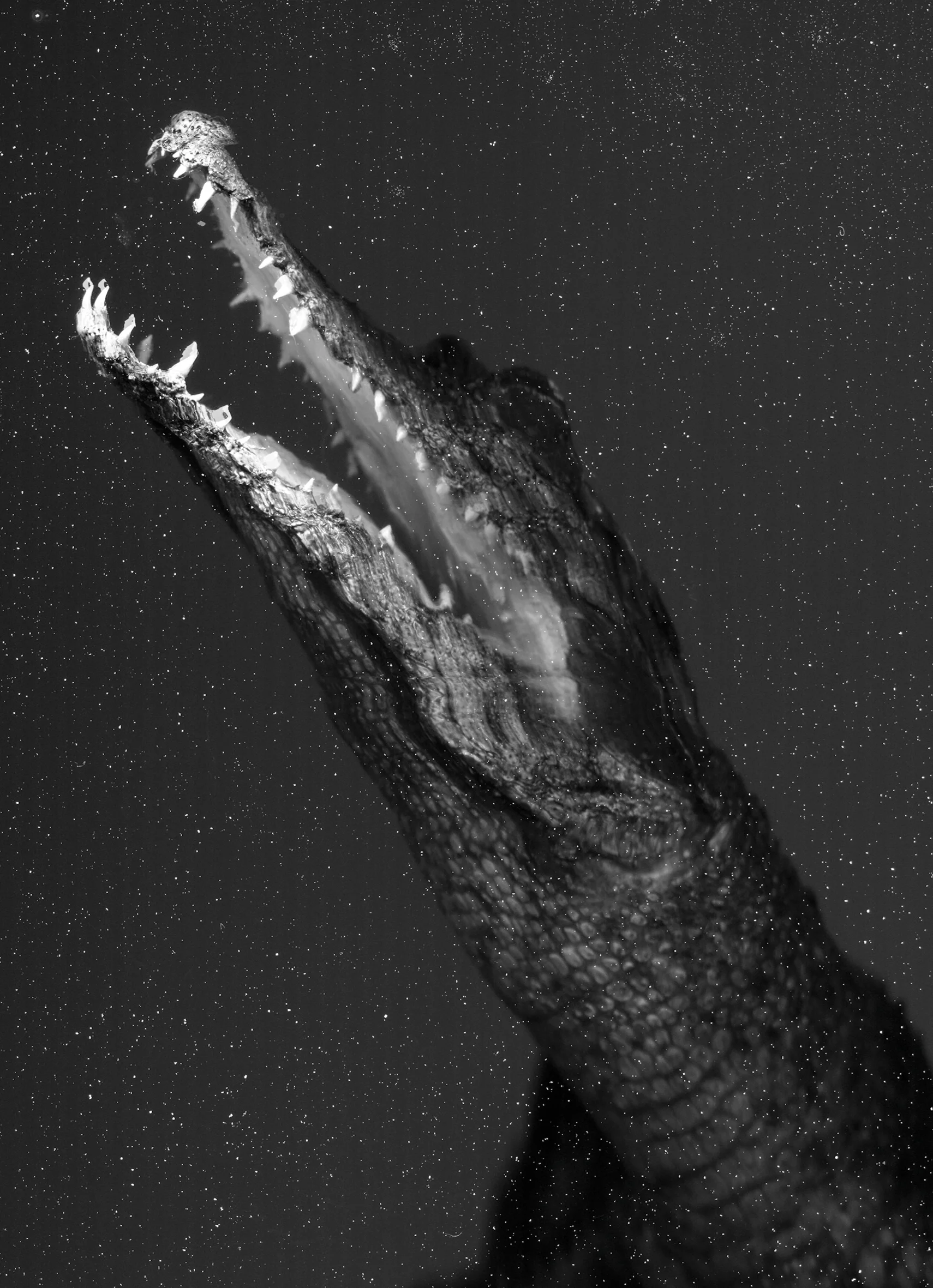 Animalia Variabilis