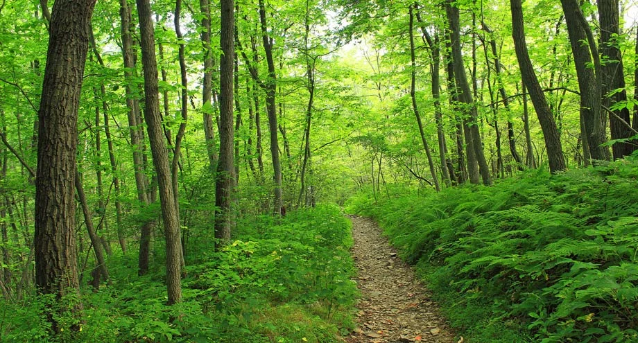 path.jpg