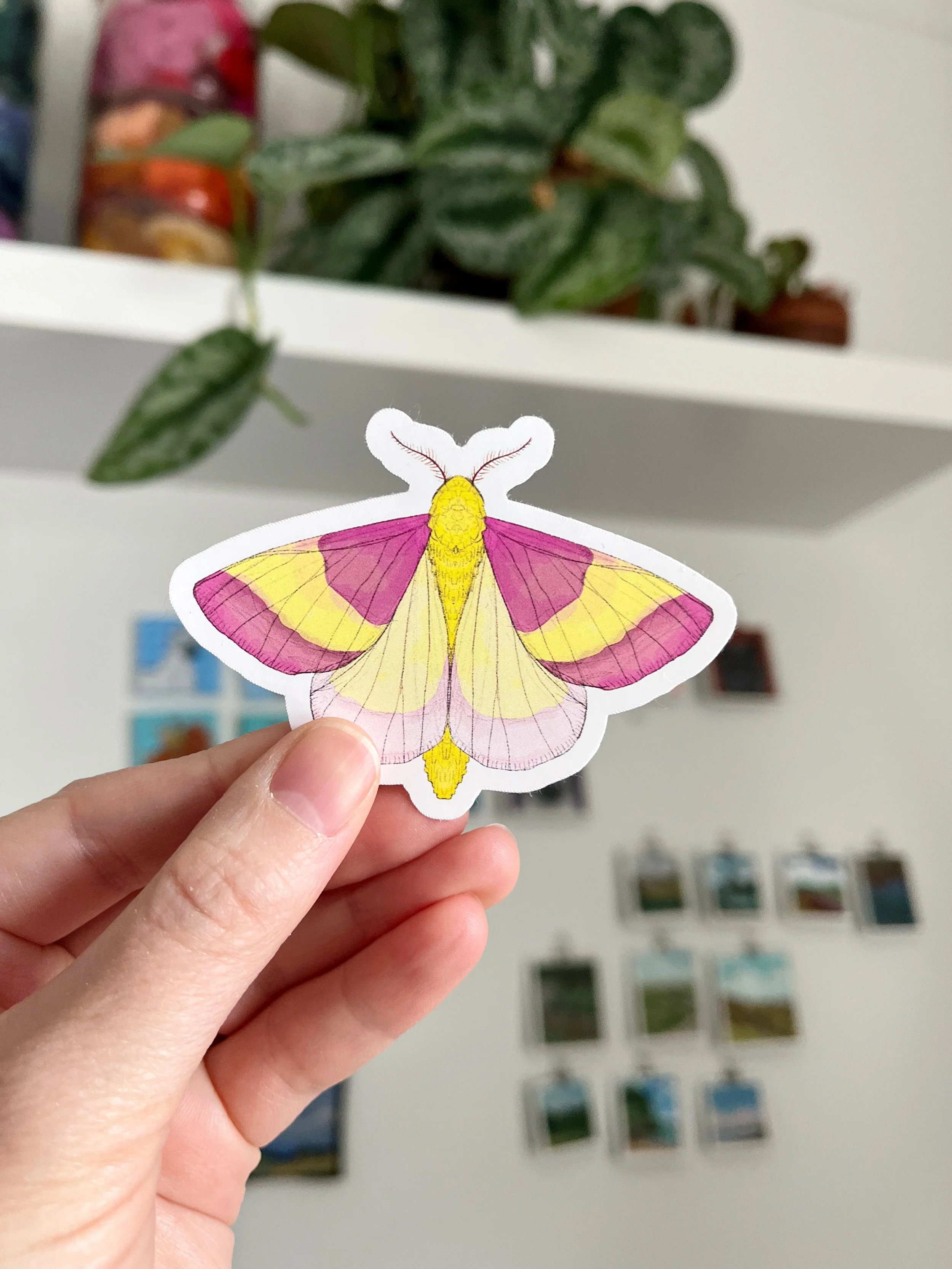 Rosy Maple Moth Sticker