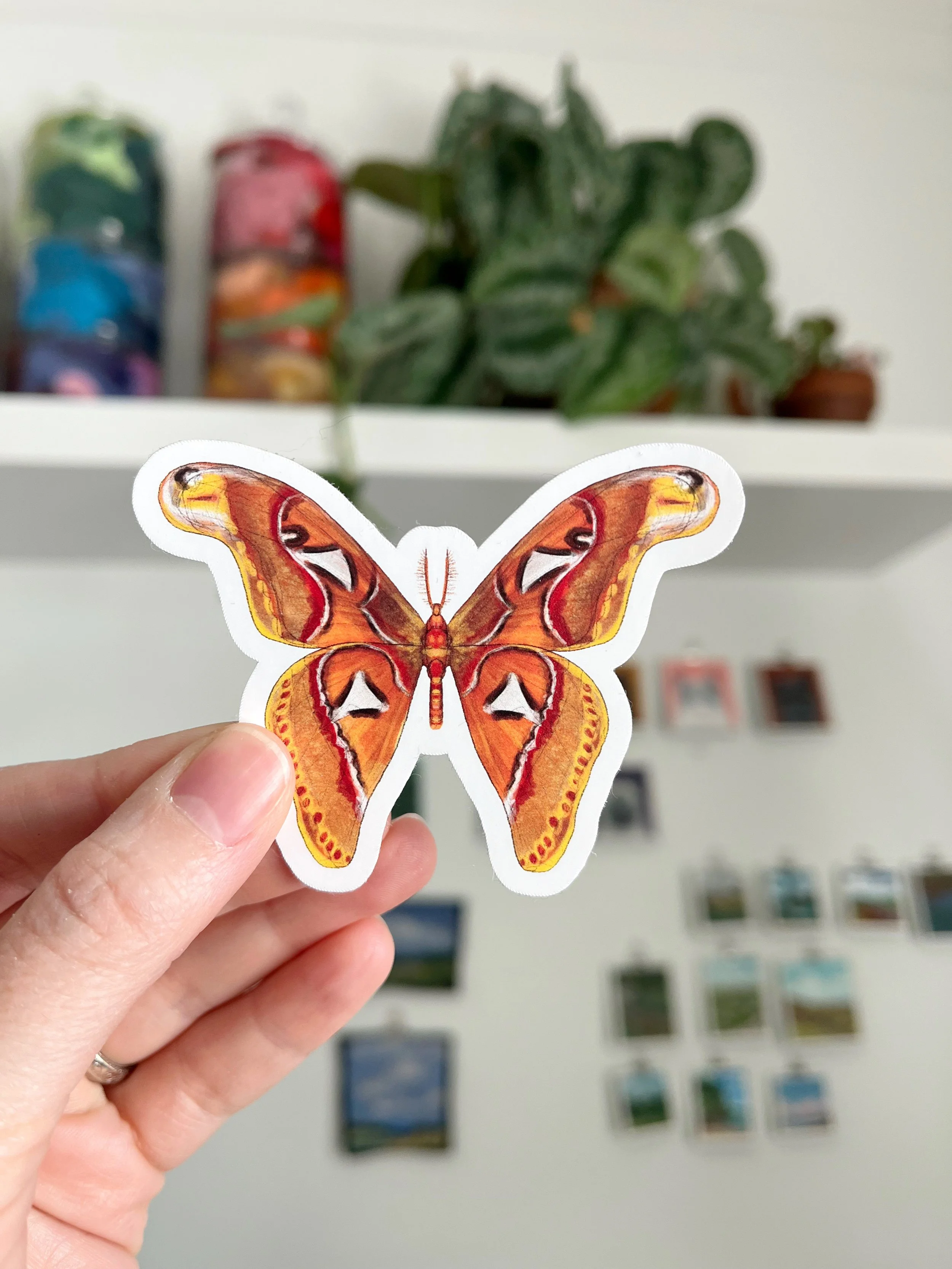 Atlas Moth Sticker