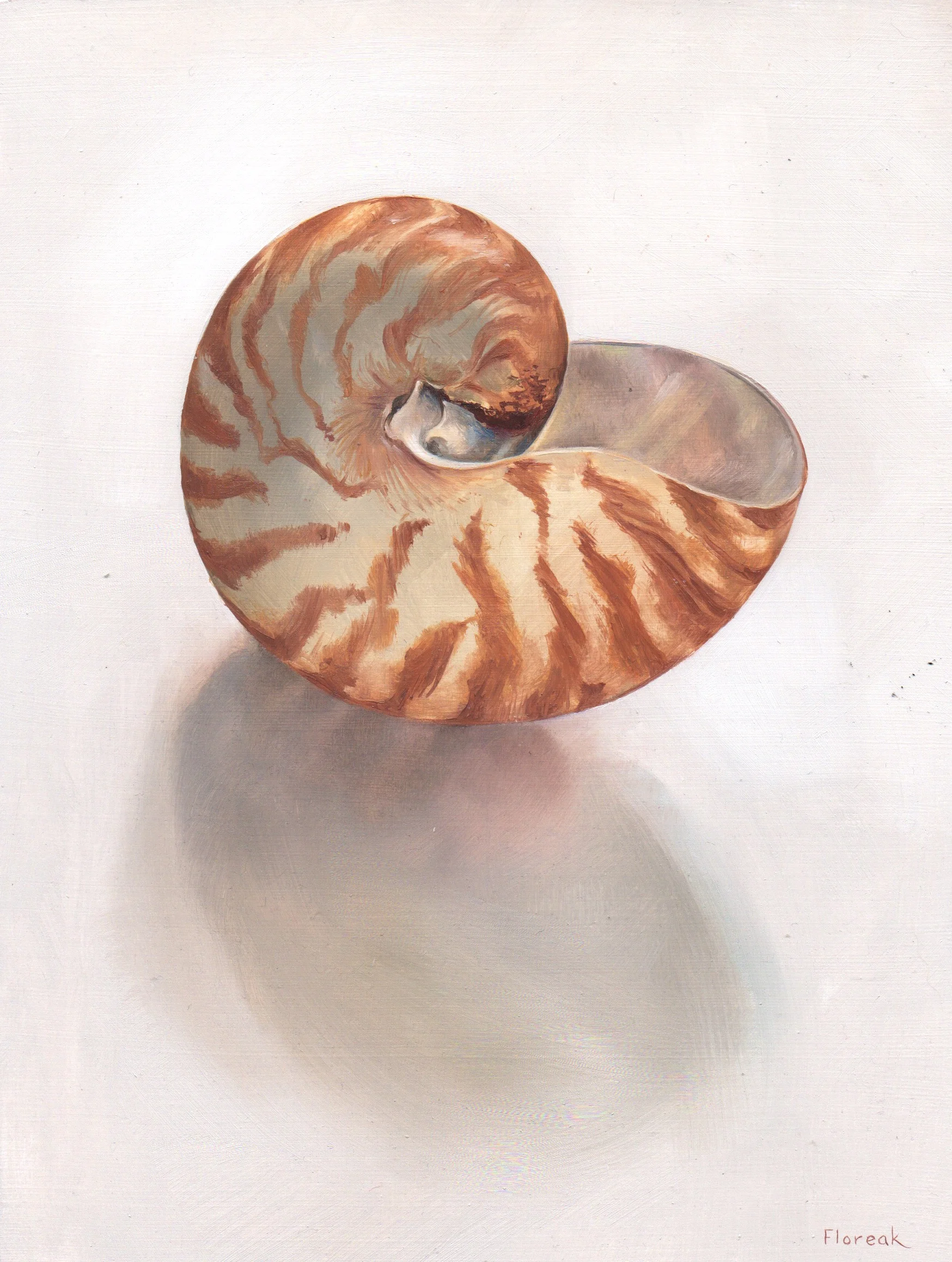 Nautilus Shell