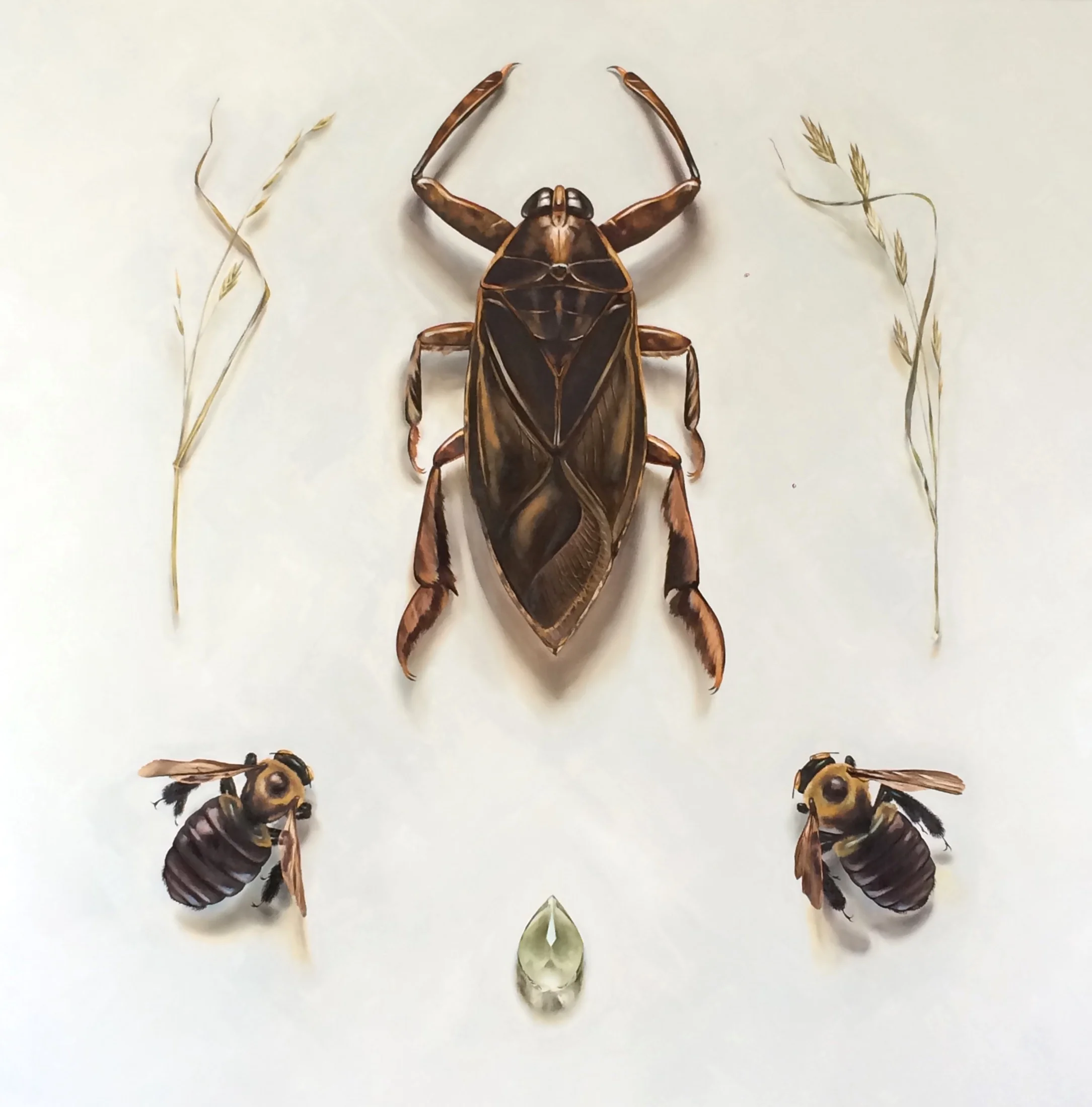 Arches / Giant Water Bug