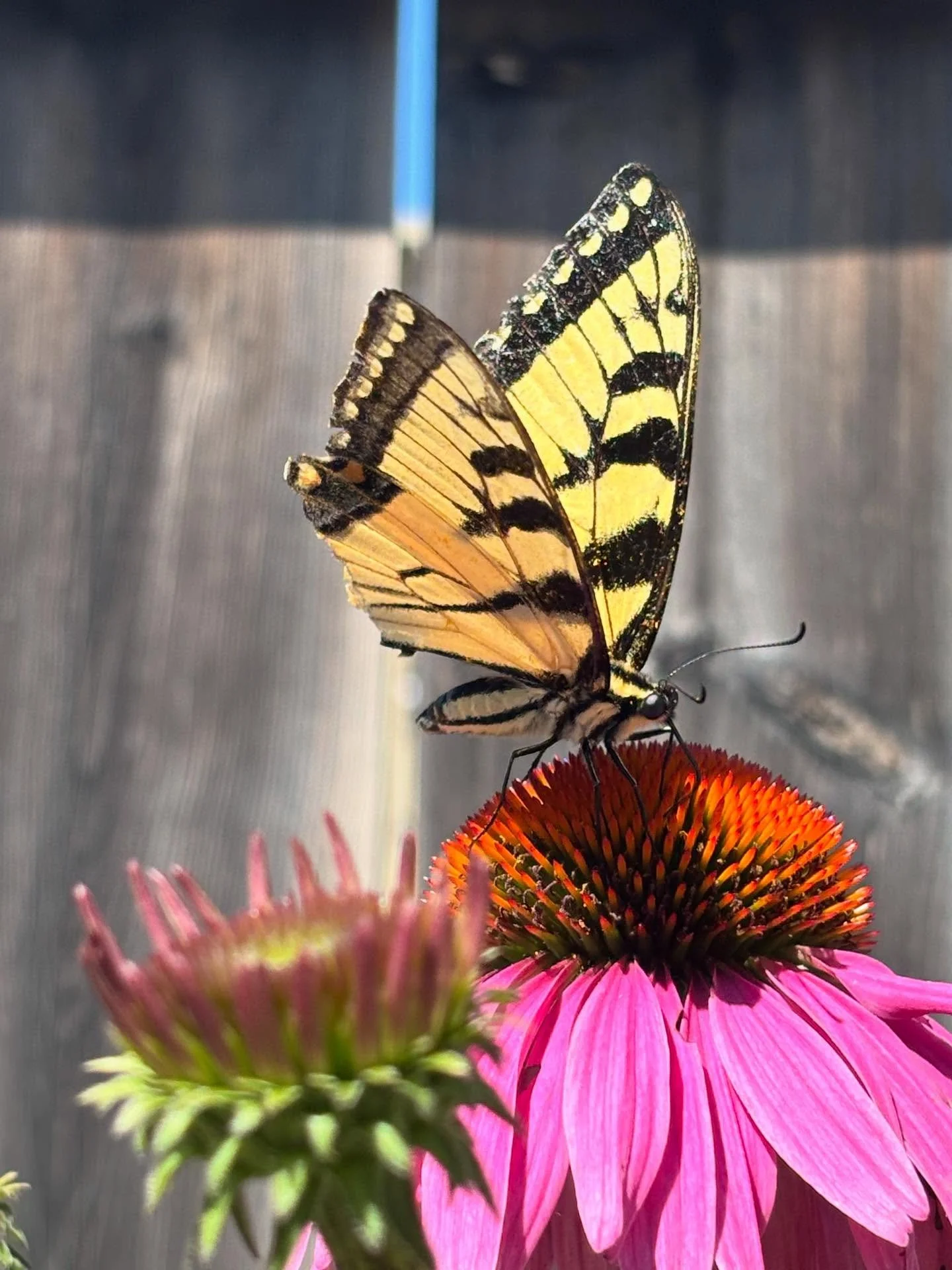 It is our imperfections that make us beautiful 💛🦋🌿

Remembering my herb gardens from the summer but enjoying every moment of Fall ☀️ 

#nature #echinacea #beauty