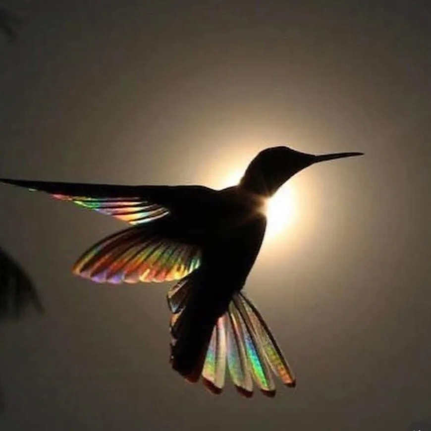 Coming through 2025 Winter Solstice like&hellip;

I choose to live in love, to recreate - not react, to find beauty in all moments as they are ✨💖💫

#love #wintersolstice #creation