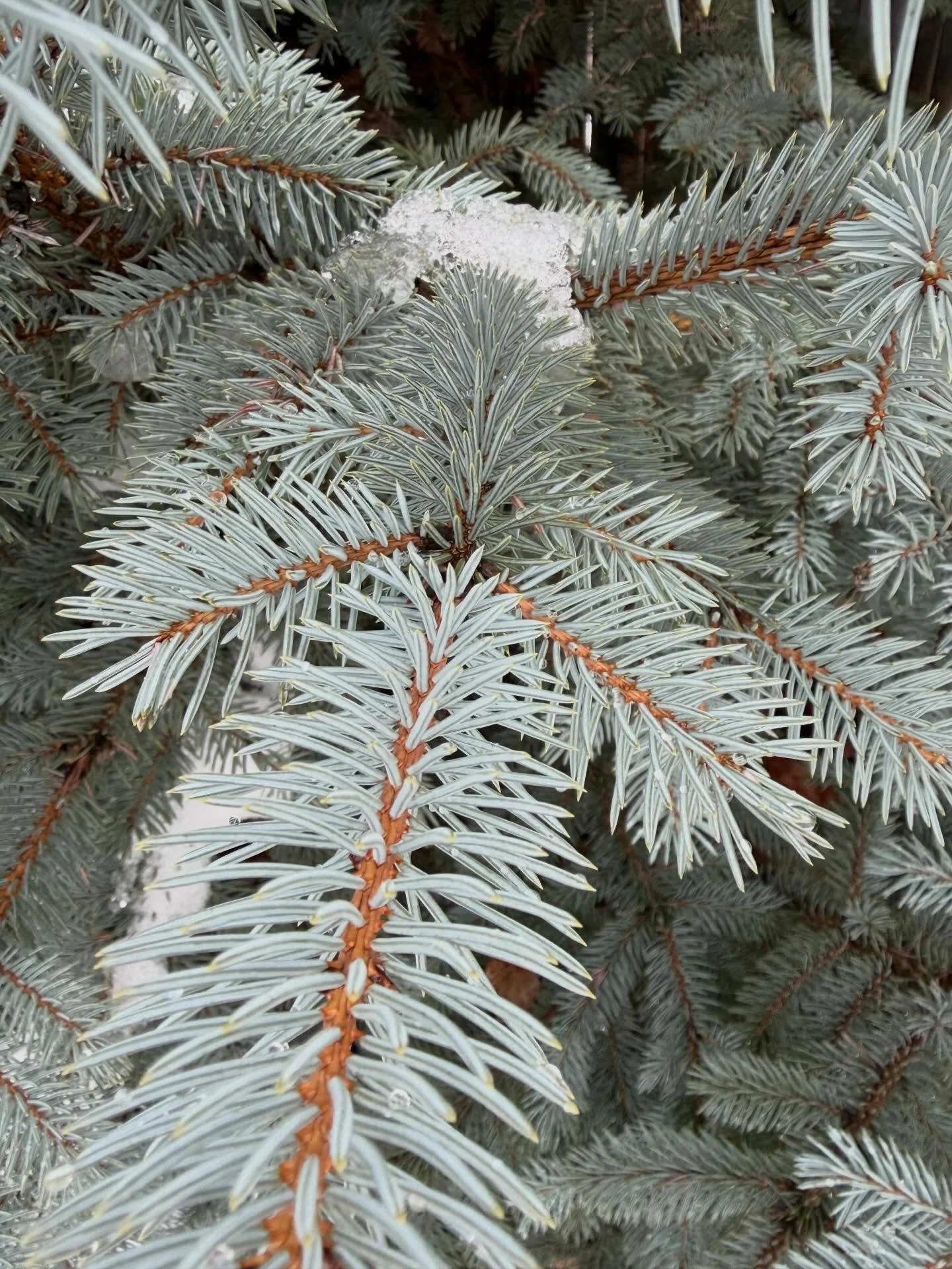 Even in winter the trees stand tall and embrace the cold&hellip; but if you engage with them you&rsquo;ll notice how they are softening into a relaxed space of stillness to keep their roots strong preparing to emerge again in spring ❄️🙏🏼🌲

#winter