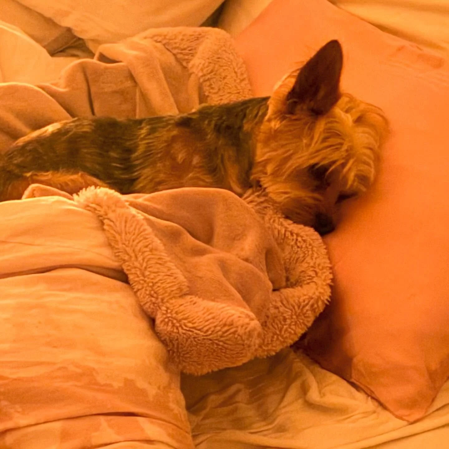 Happy 5th Birthday to our cuddly but fierce and feisty Rocky.

Still tucking himself in to my side of the bed every night!