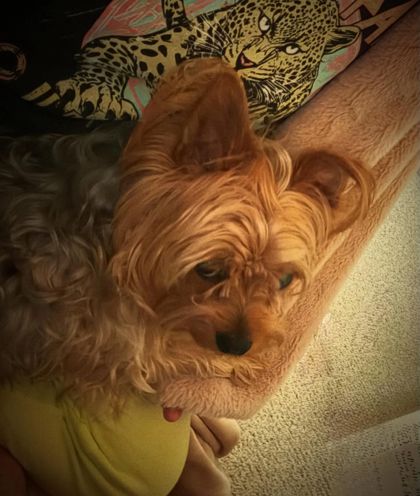 My morning meditation partner 😻

#practice #meditation #yorkielovers #yorkiesofinstagram