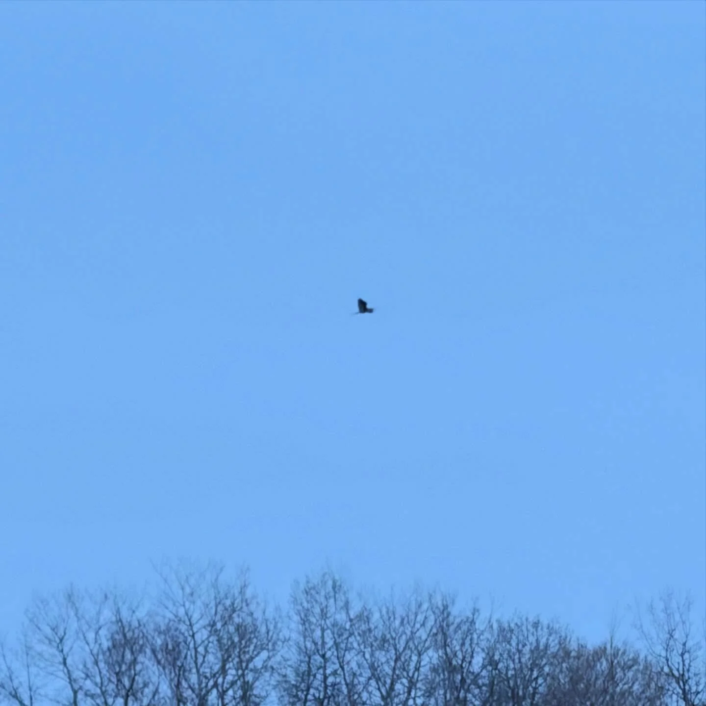 It&rsquo;s blue heron season 💙