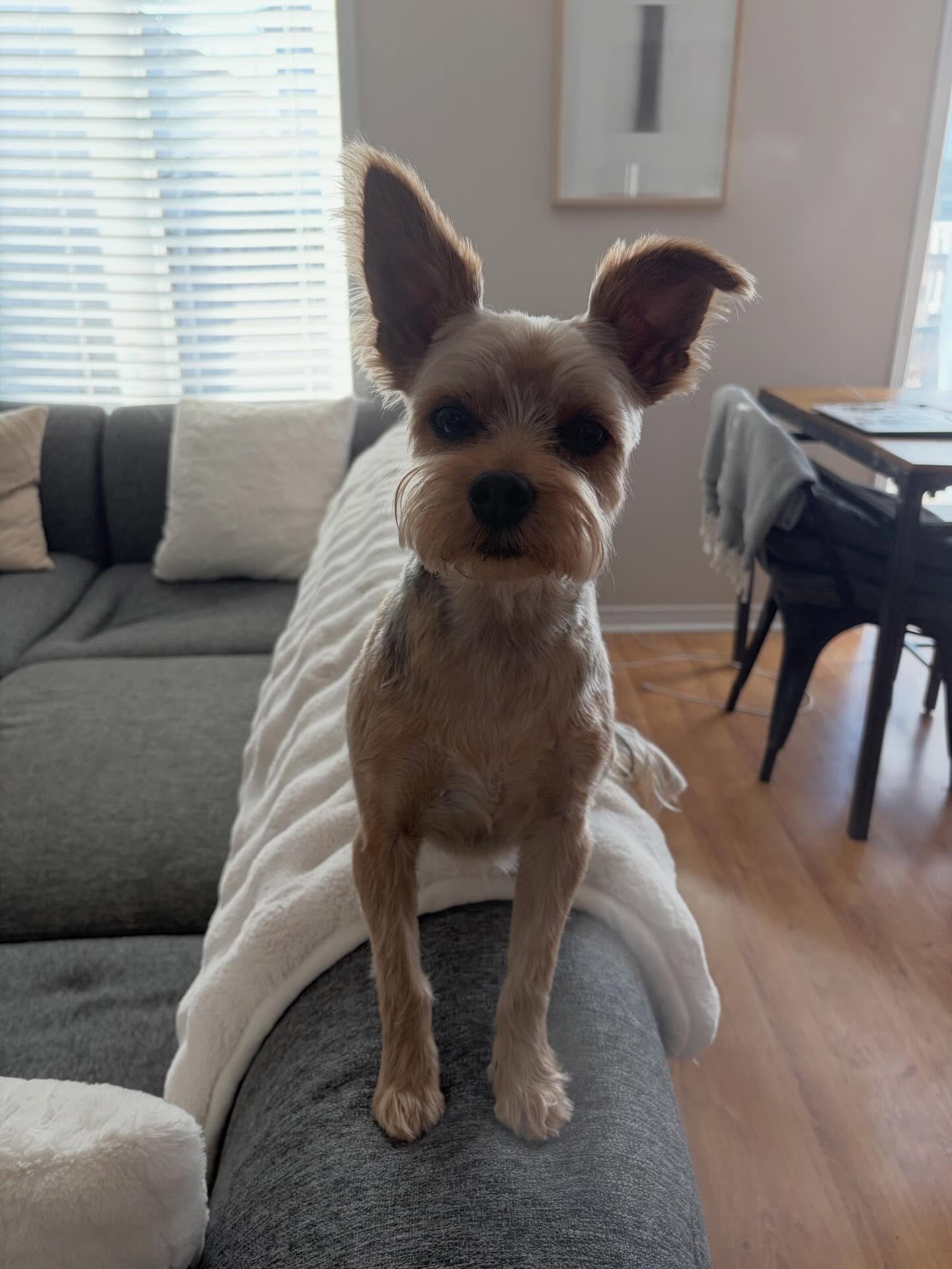 I like your cut G 🤩

#yorkiesofinstagram