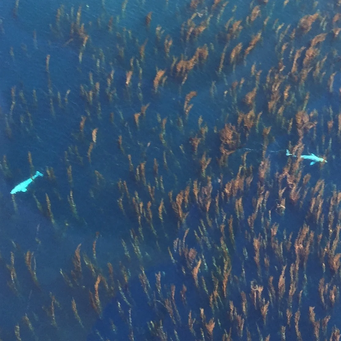 San Diego County Helicopter Tours - Whale Watching