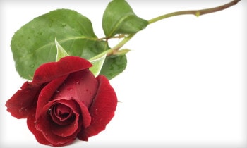 Long-Stem-Rose-Gondola-350x210.jpg