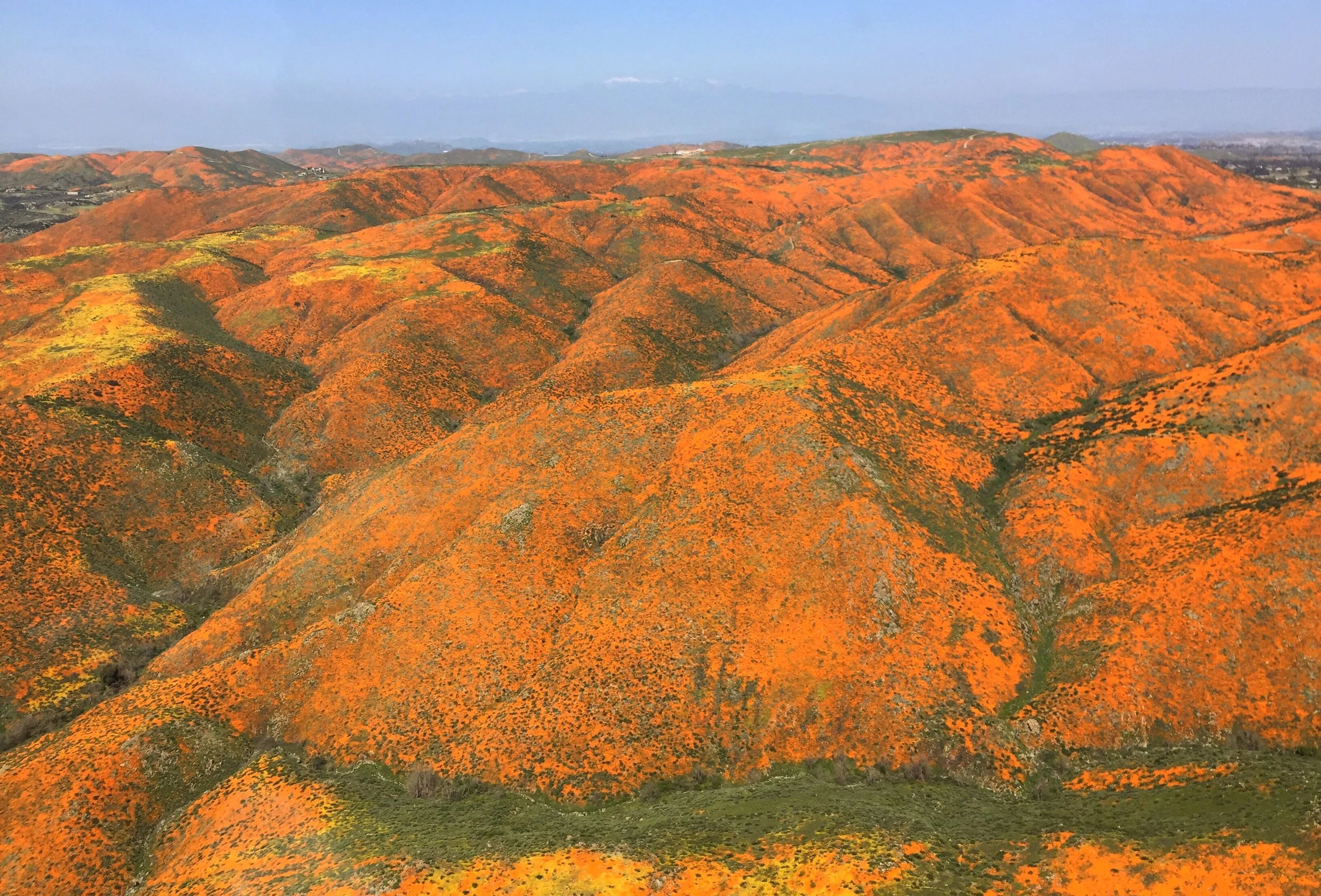 Lake Elsinore Poppy Super Bloom