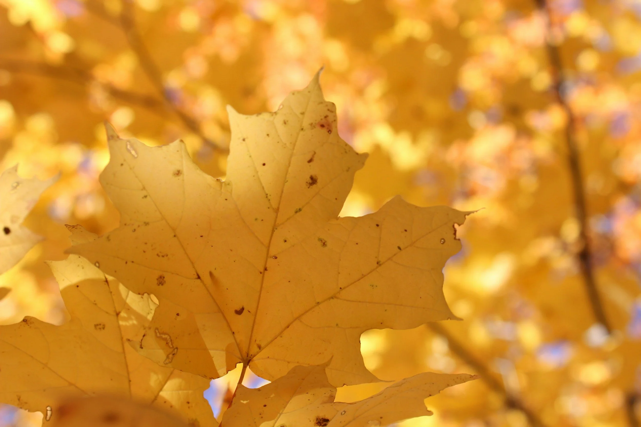Golden Citrine for November