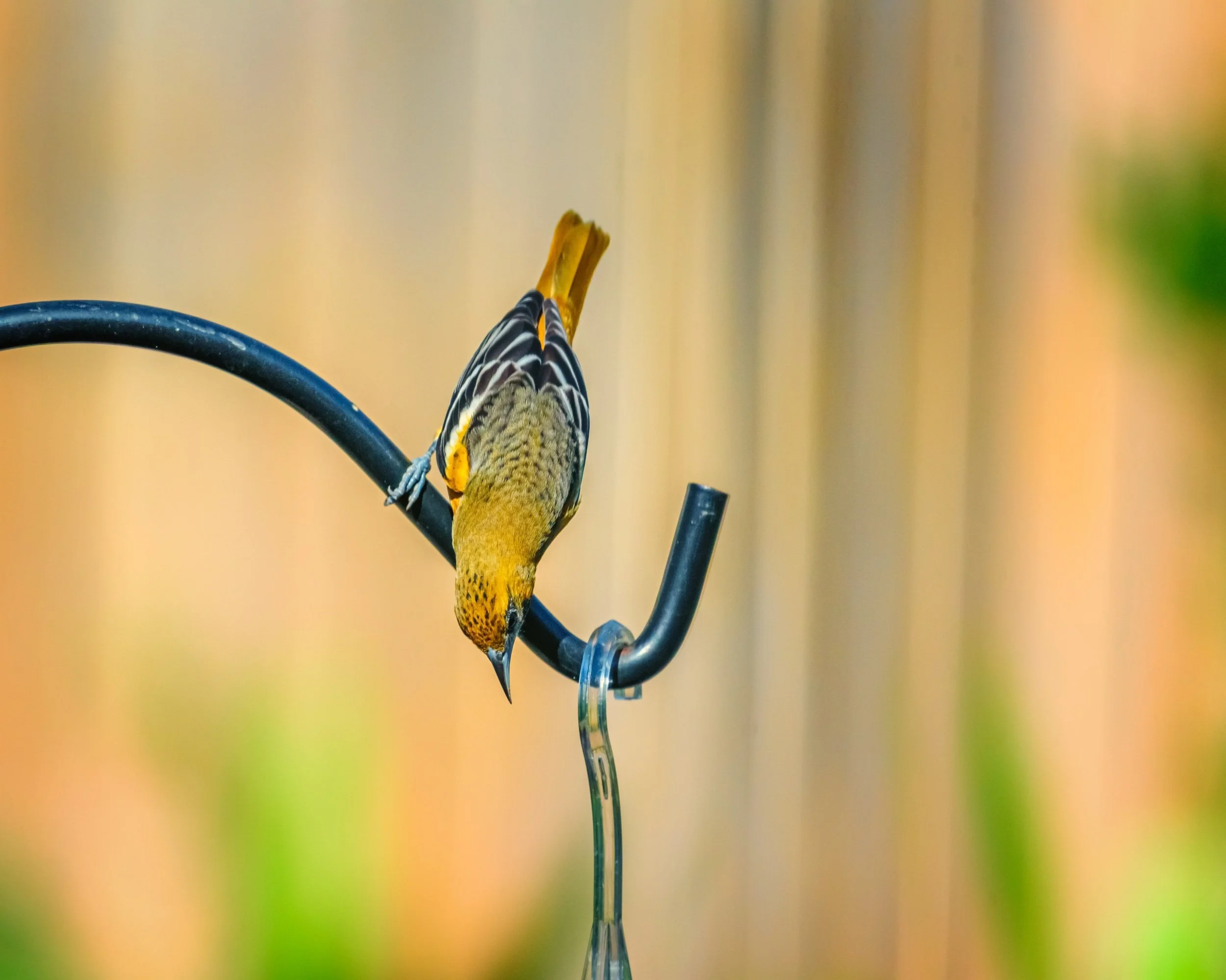 Female Baltimore Oriole