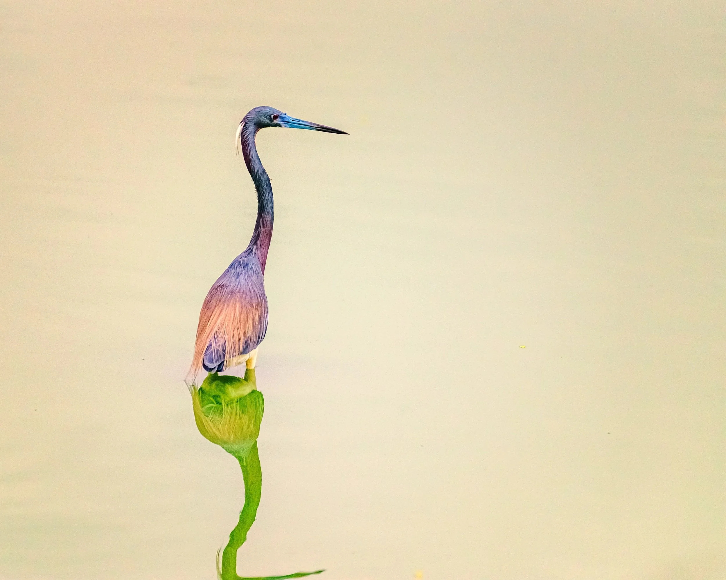 Tricolored Heron 