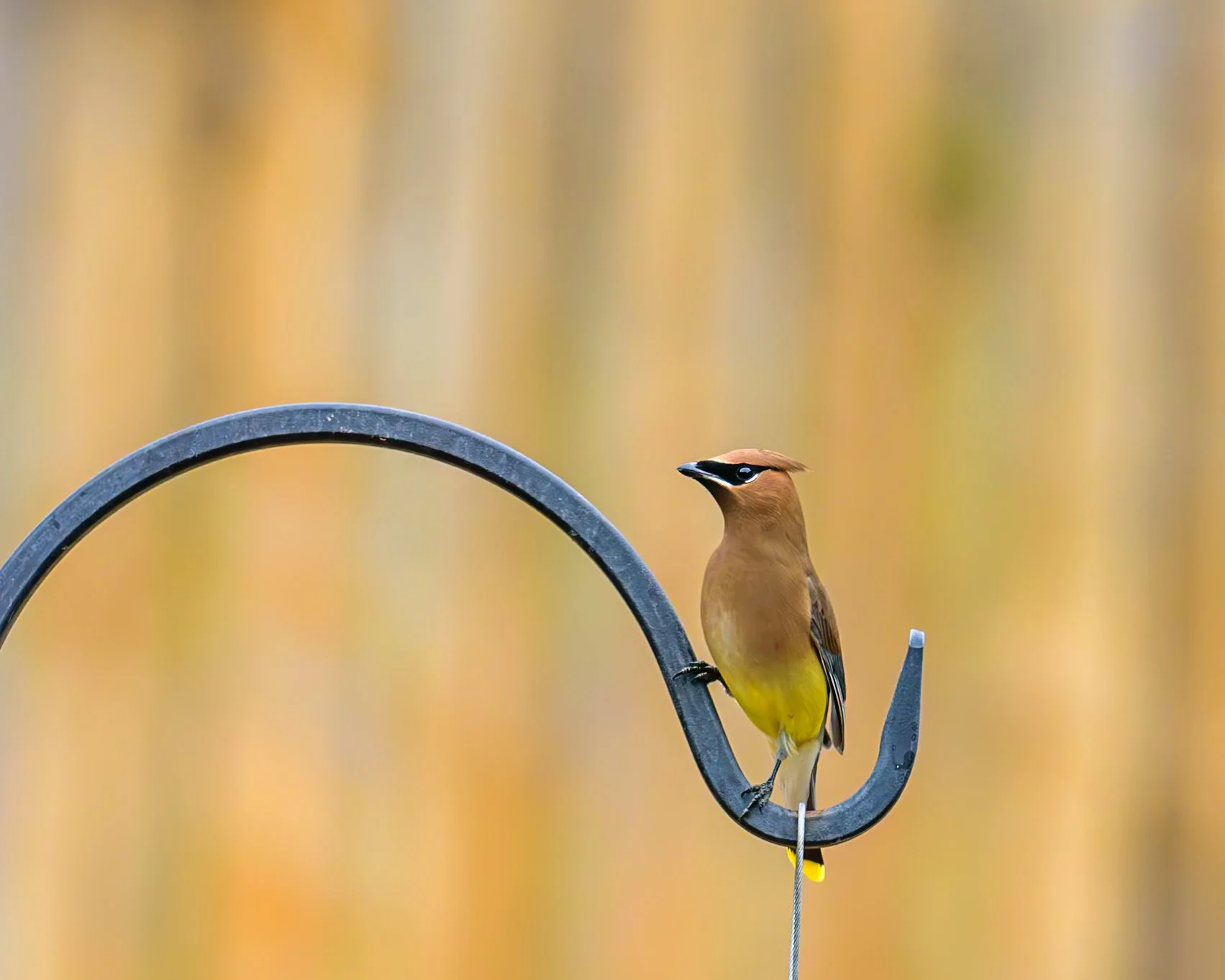 Cedar Waxwing on Lookout 