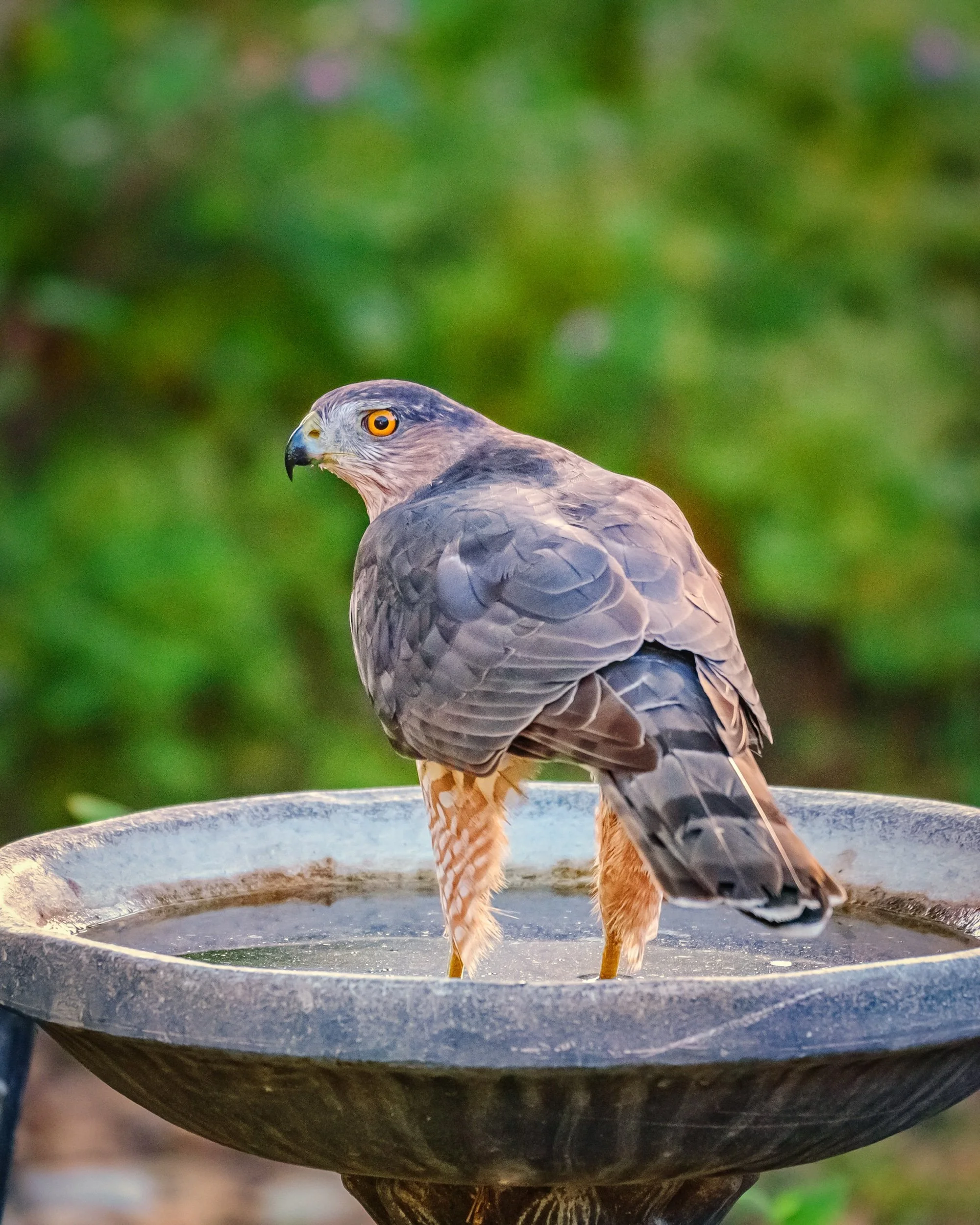 Cooper’s Hawk