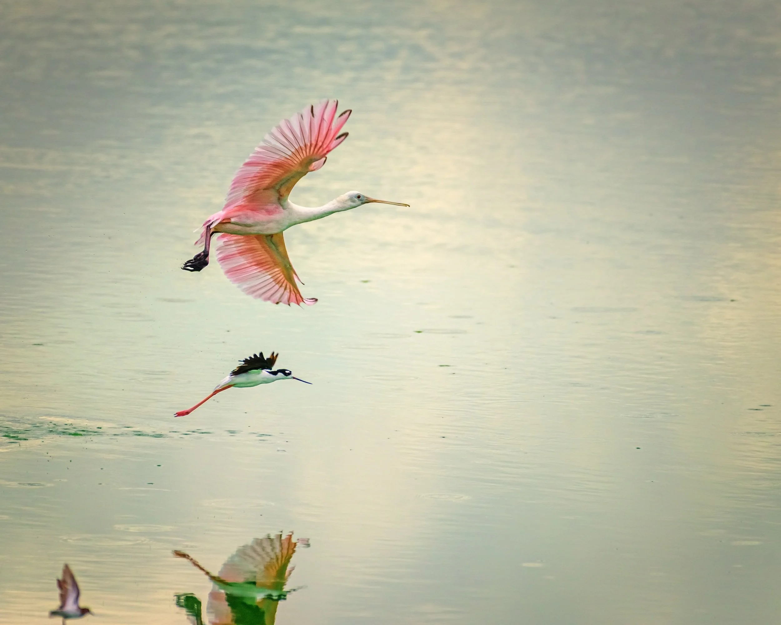 Roseate Spoonbill
