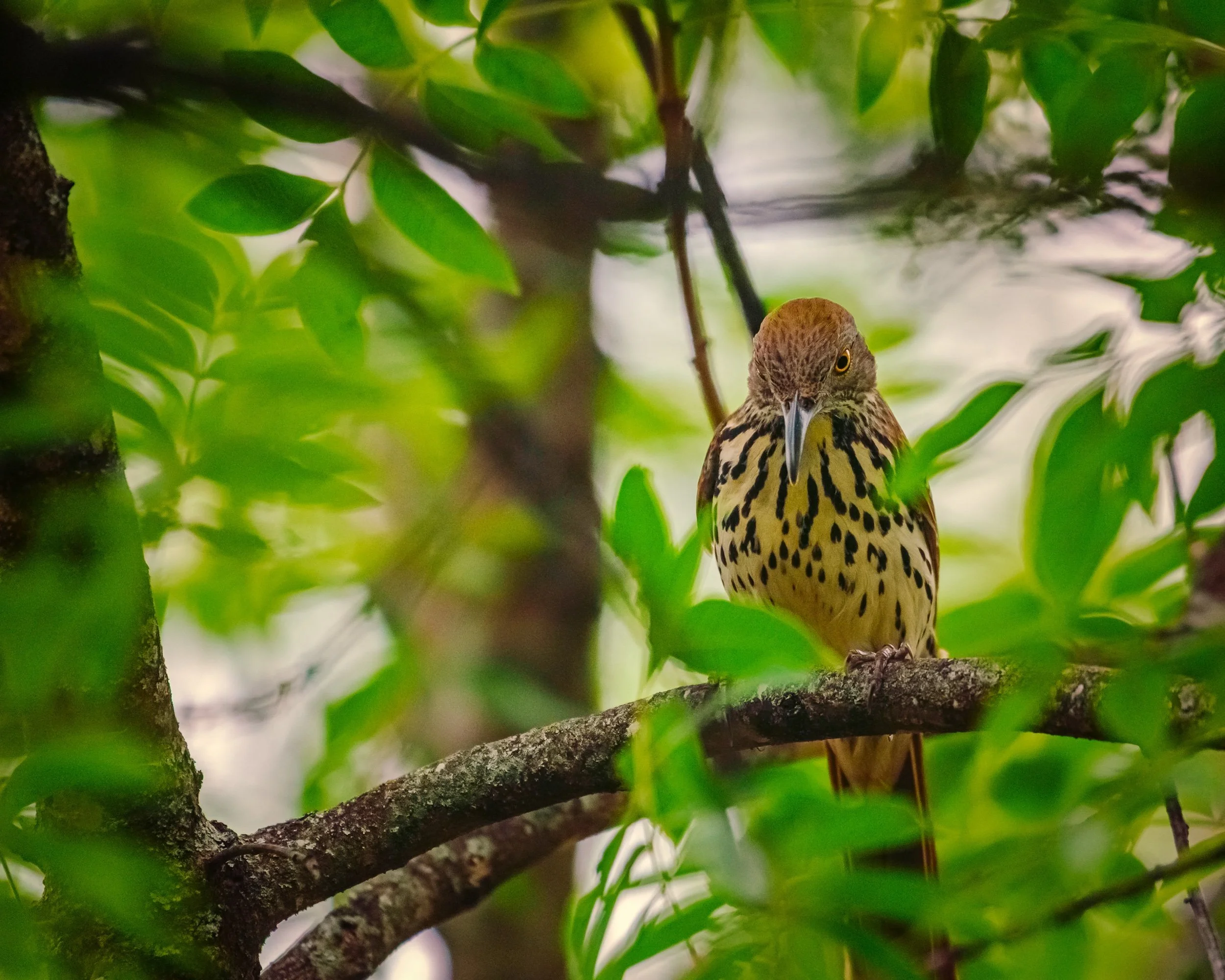 Brown Thrasher
