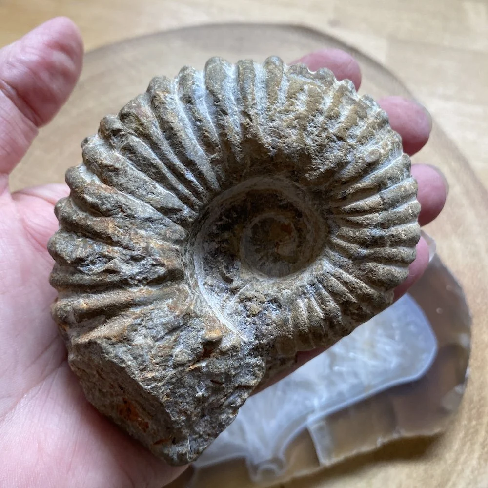 Ammonites8.jpg