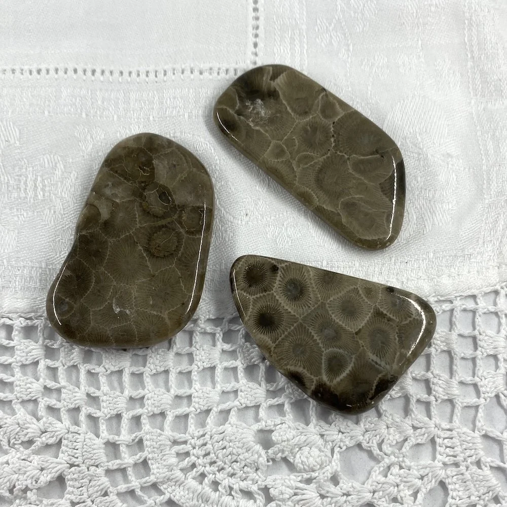 Petoskey Stone Fossil Coral1.JPG