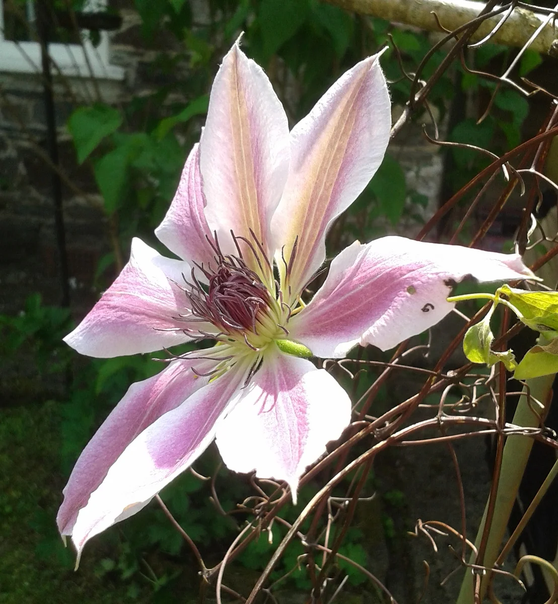 nelly-moser-pink-clematis.jpg
