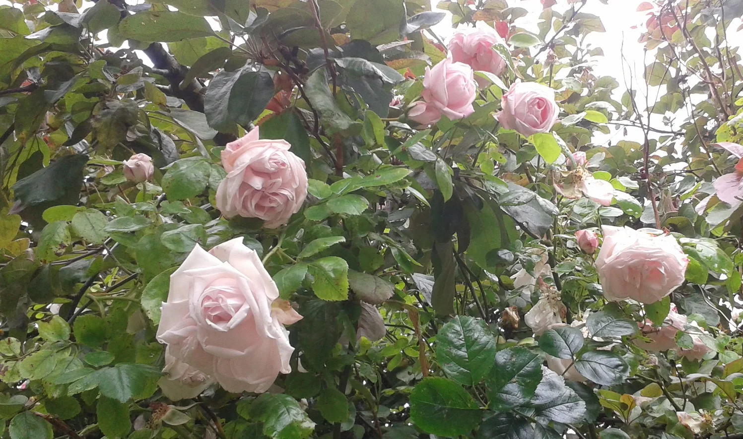 Roses.jpg