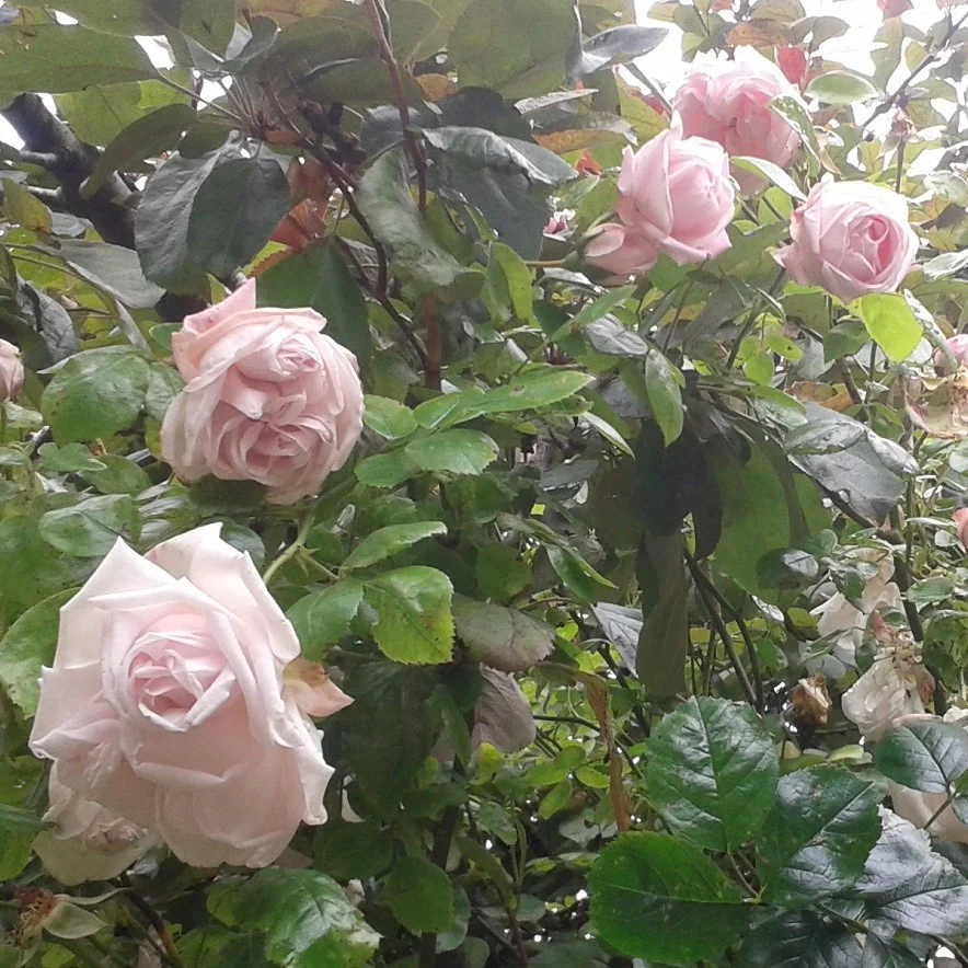healing-earth- header-roses.jpg