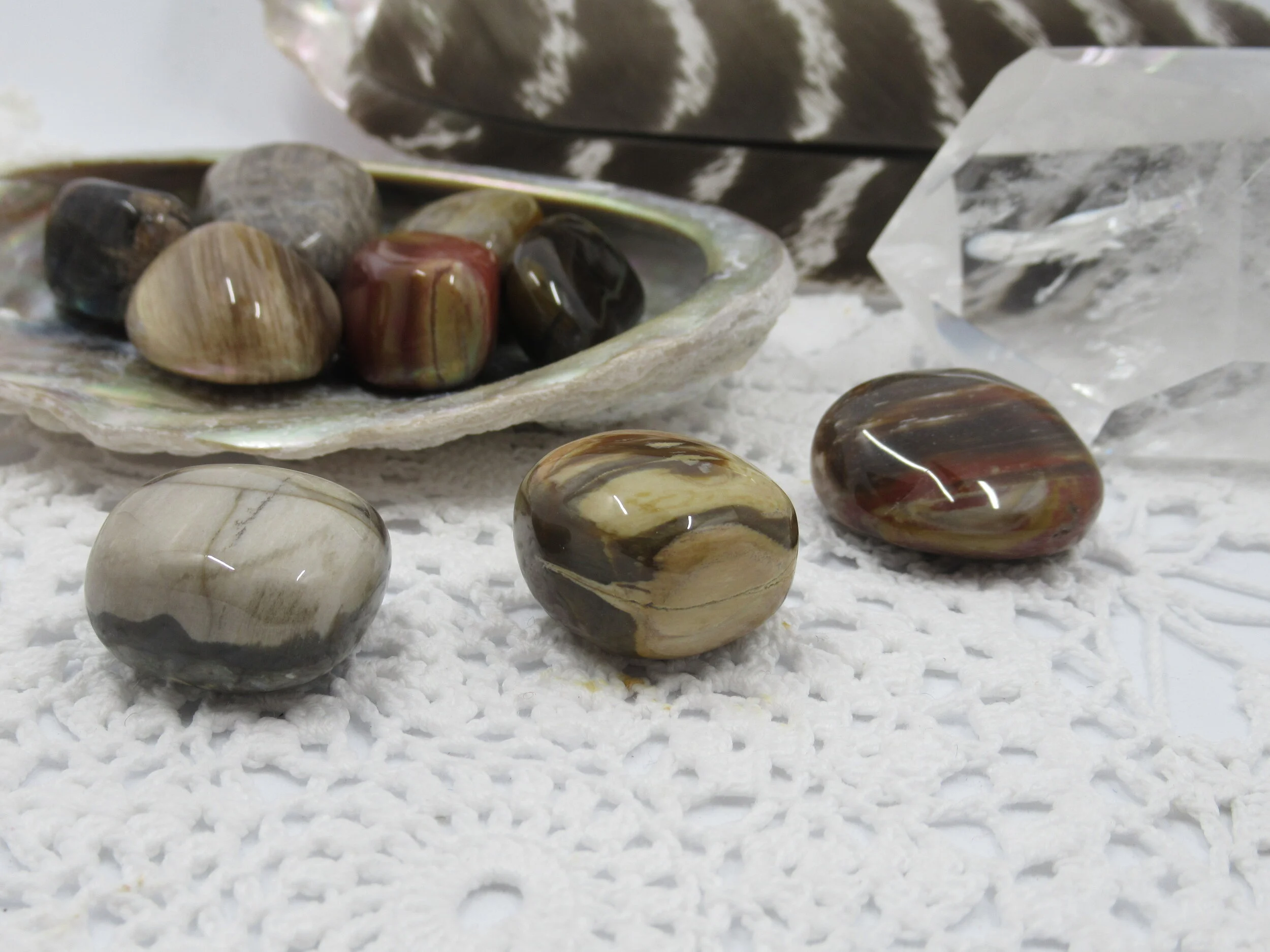Webshop_Tumblestones_Petrified Wood2.JPG