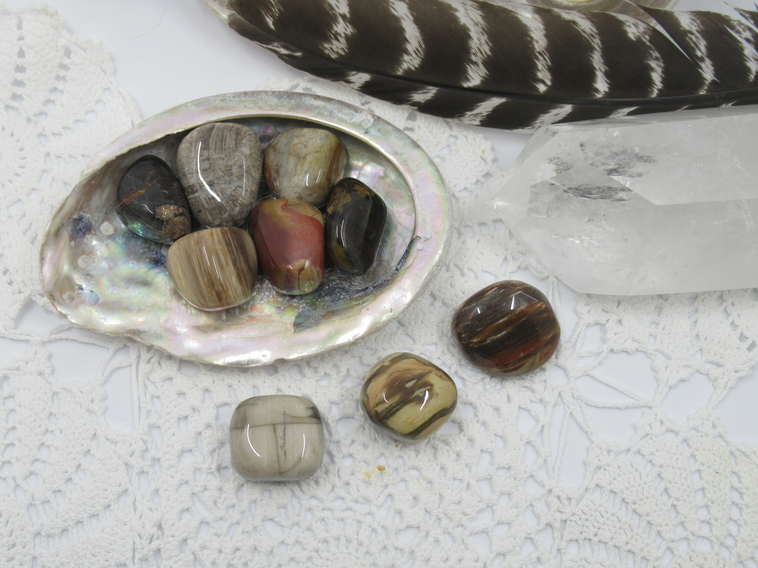 Webshop_Tumblestones_Petrified Wood3.JPG