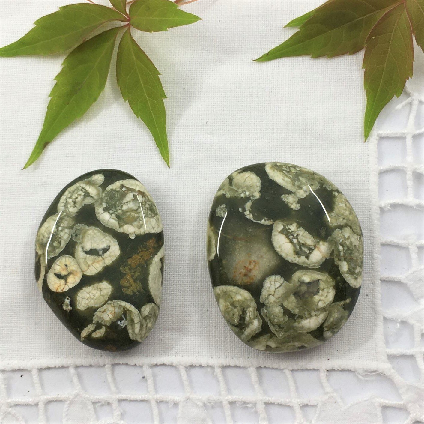 Rainforest Jasper 3.JPG