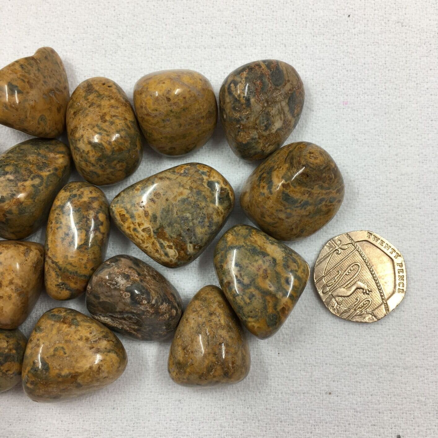 Jasper Leopardskin 3.JPG