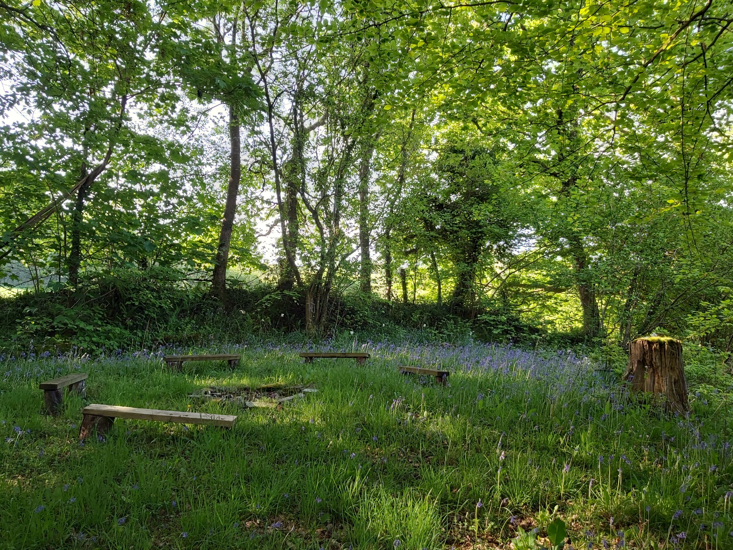 2020 5 Bluebells in circle.jpg