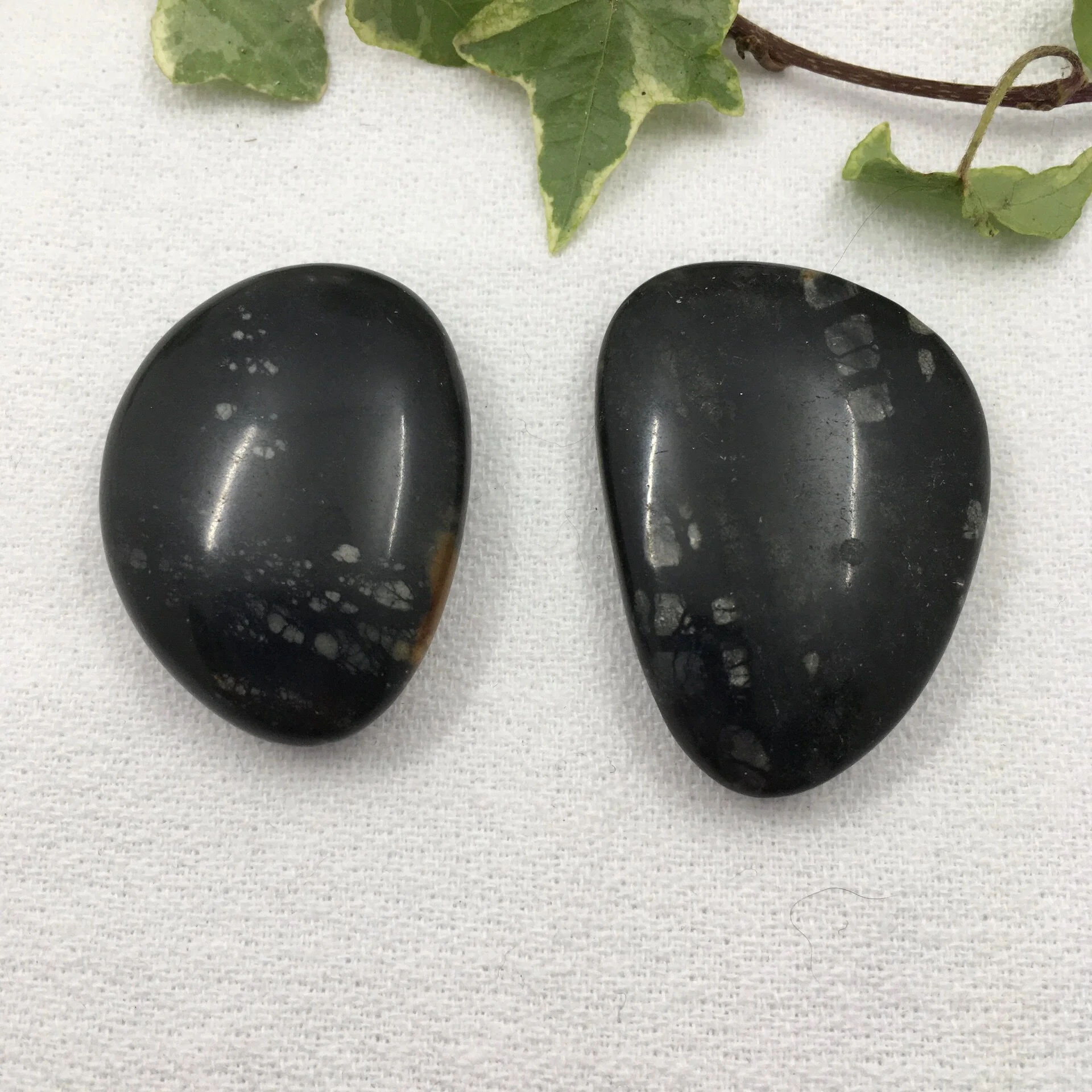 Orthoceras Fossil 1.jpeg