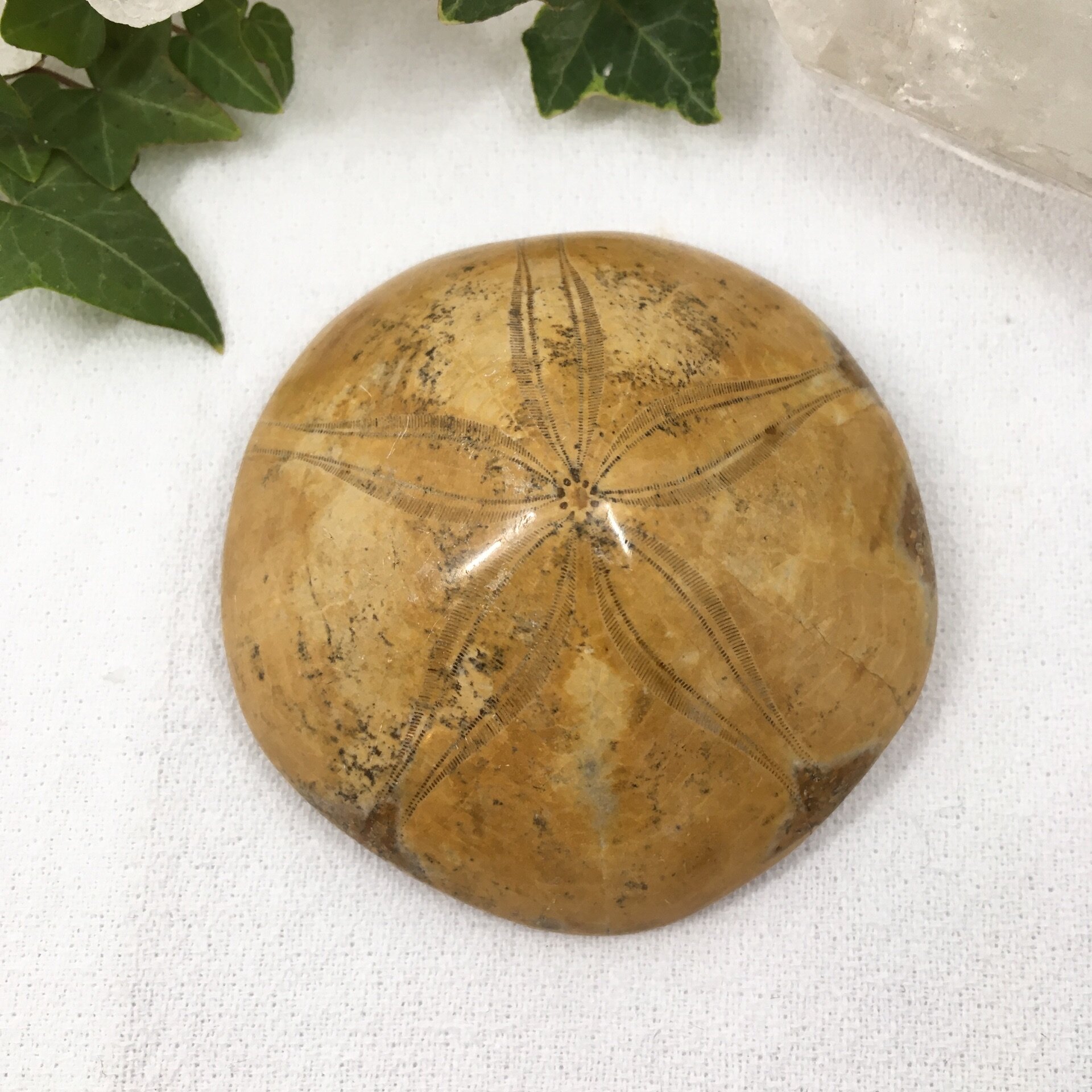 FOSSILISED SEA URCHIN