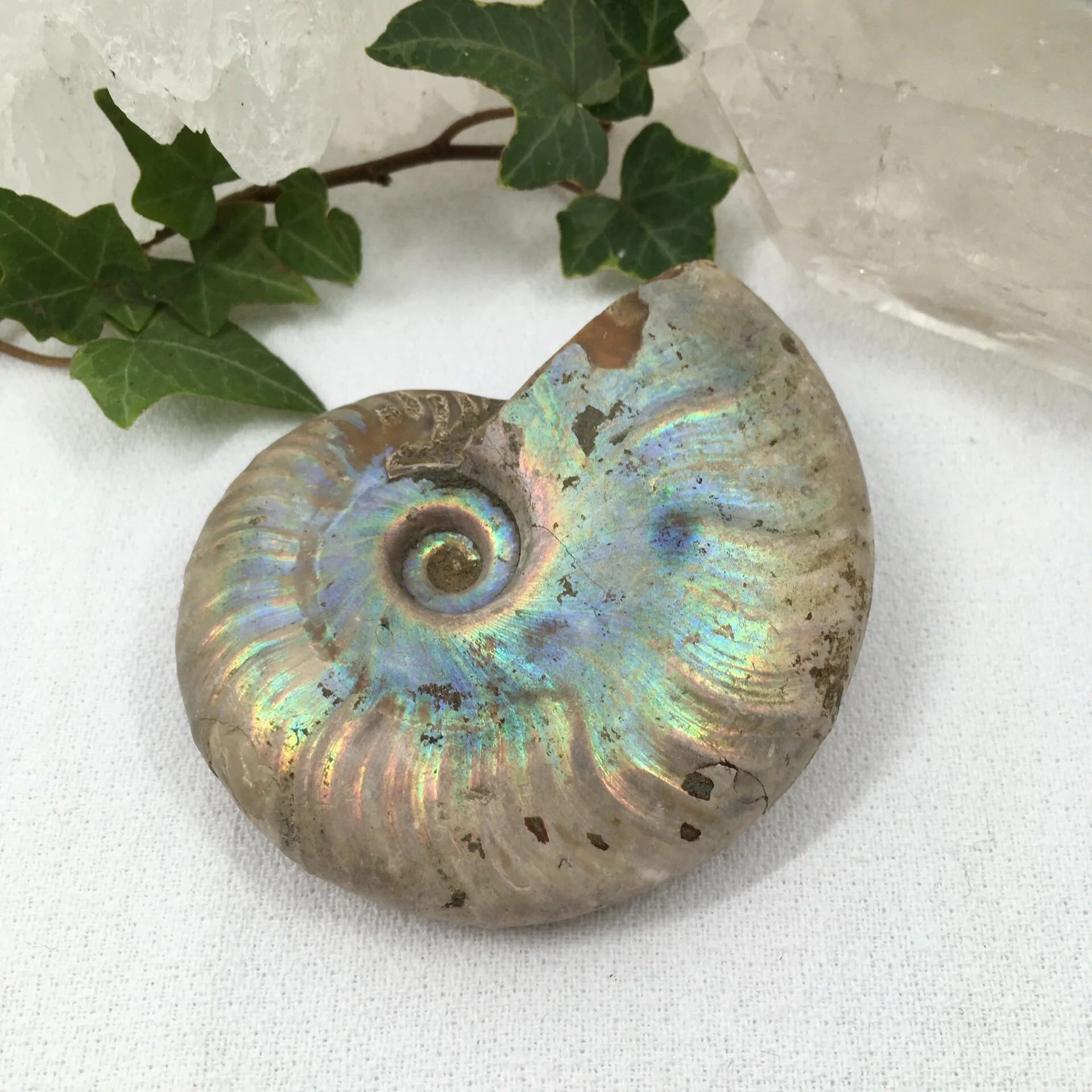 Ammonite 1a.jpeg